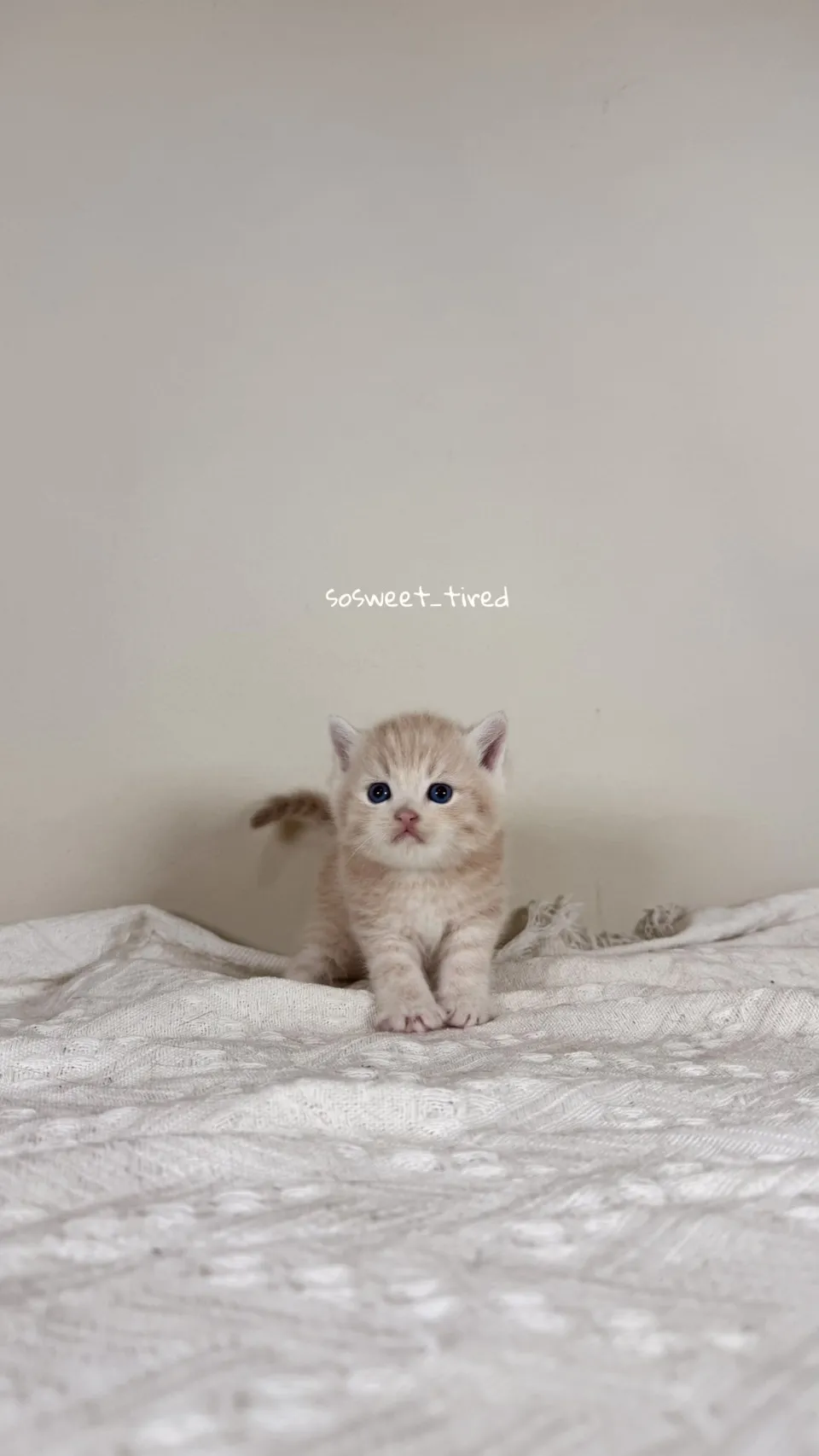 乳色英國短毛貓