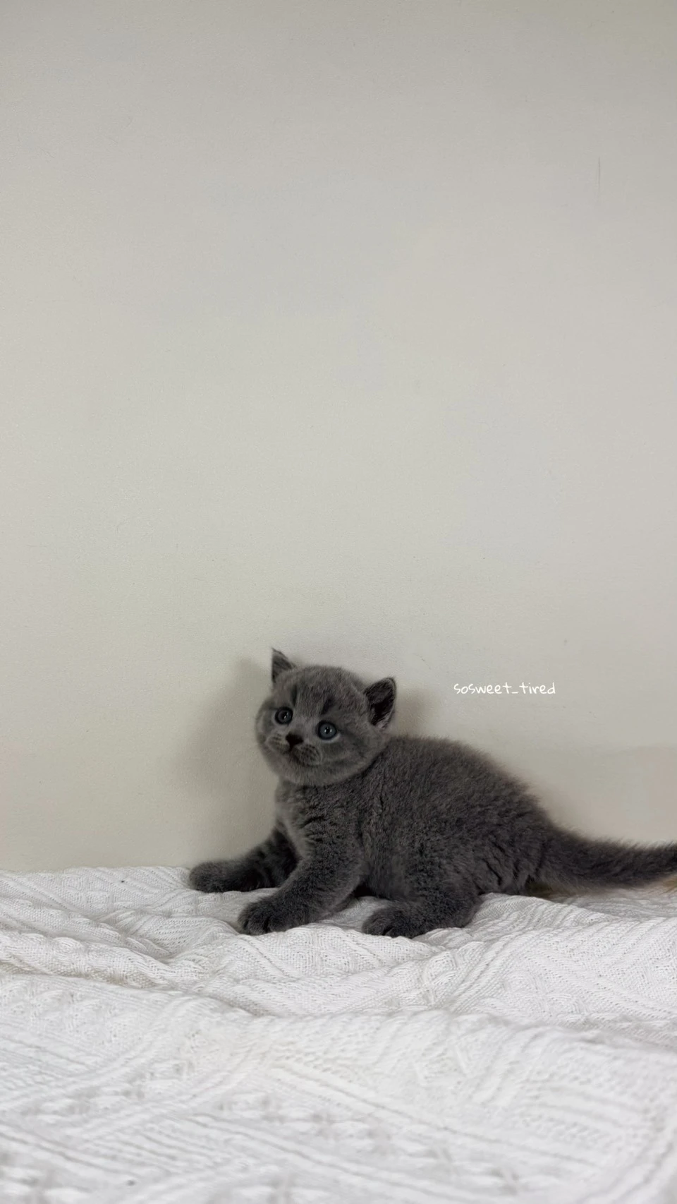 藍英國短毛貓