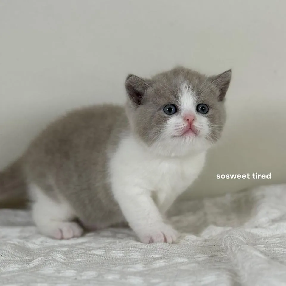 【已售出】紫丁香賓士英國短毛貓（Neko)