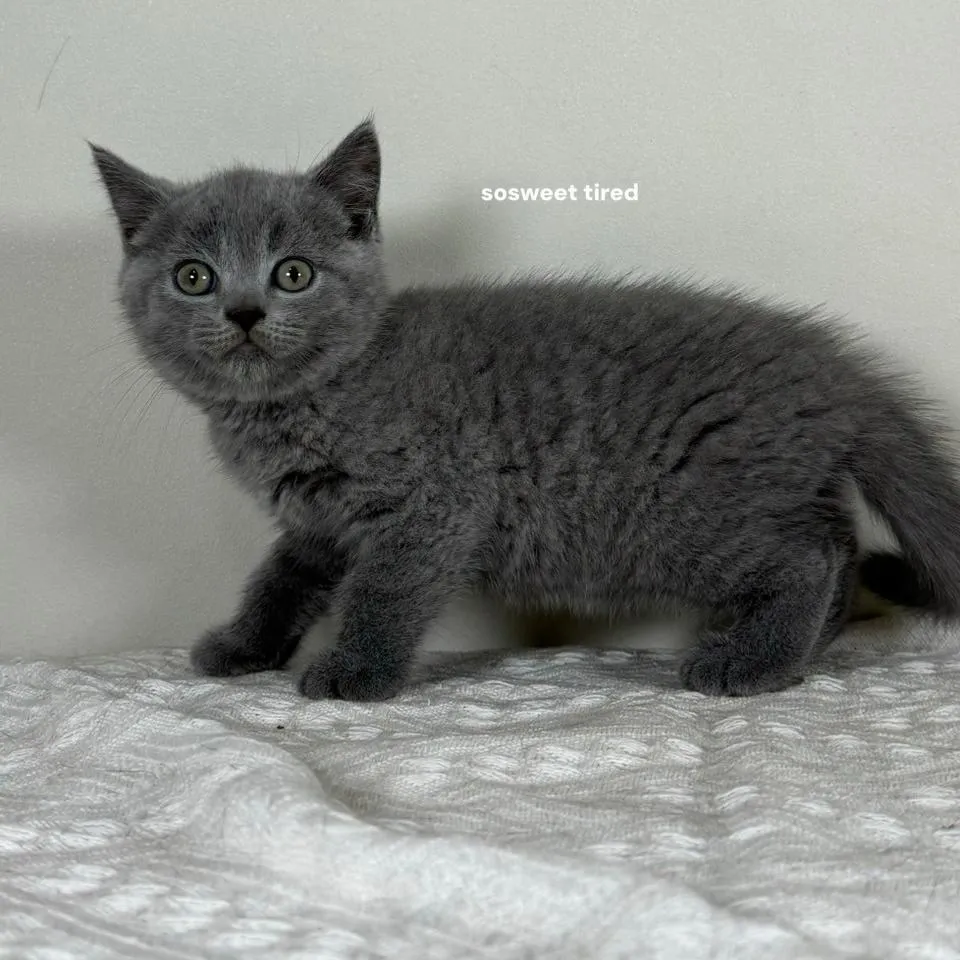 【已售出】藍英國短毛貓（米娜）