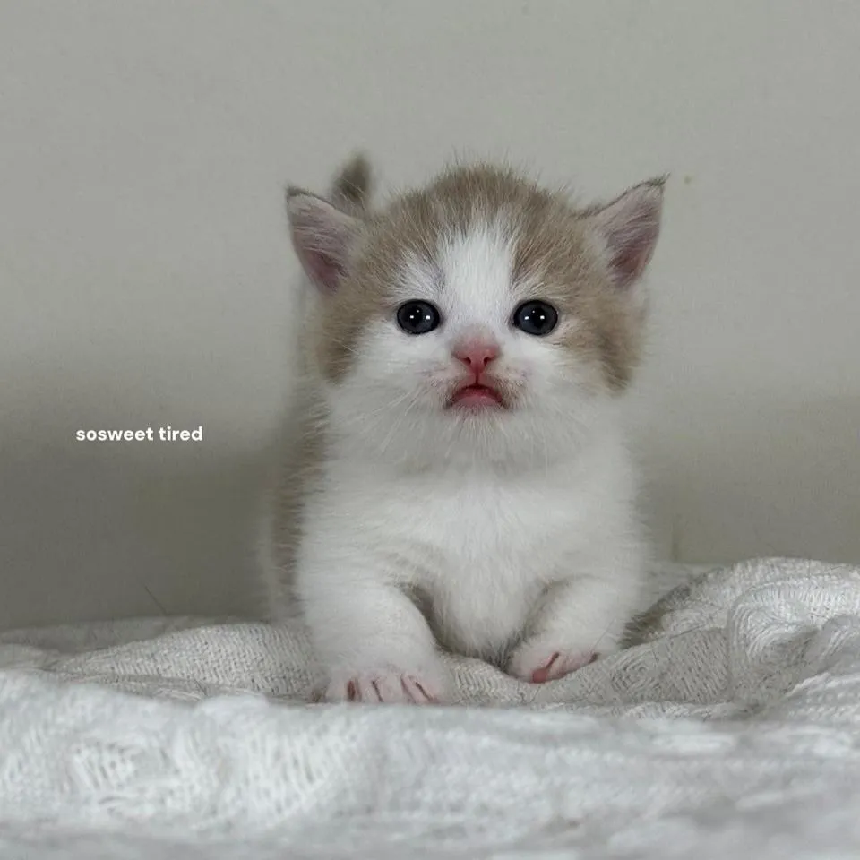 小鹿色賓士曼赤肯（柑）