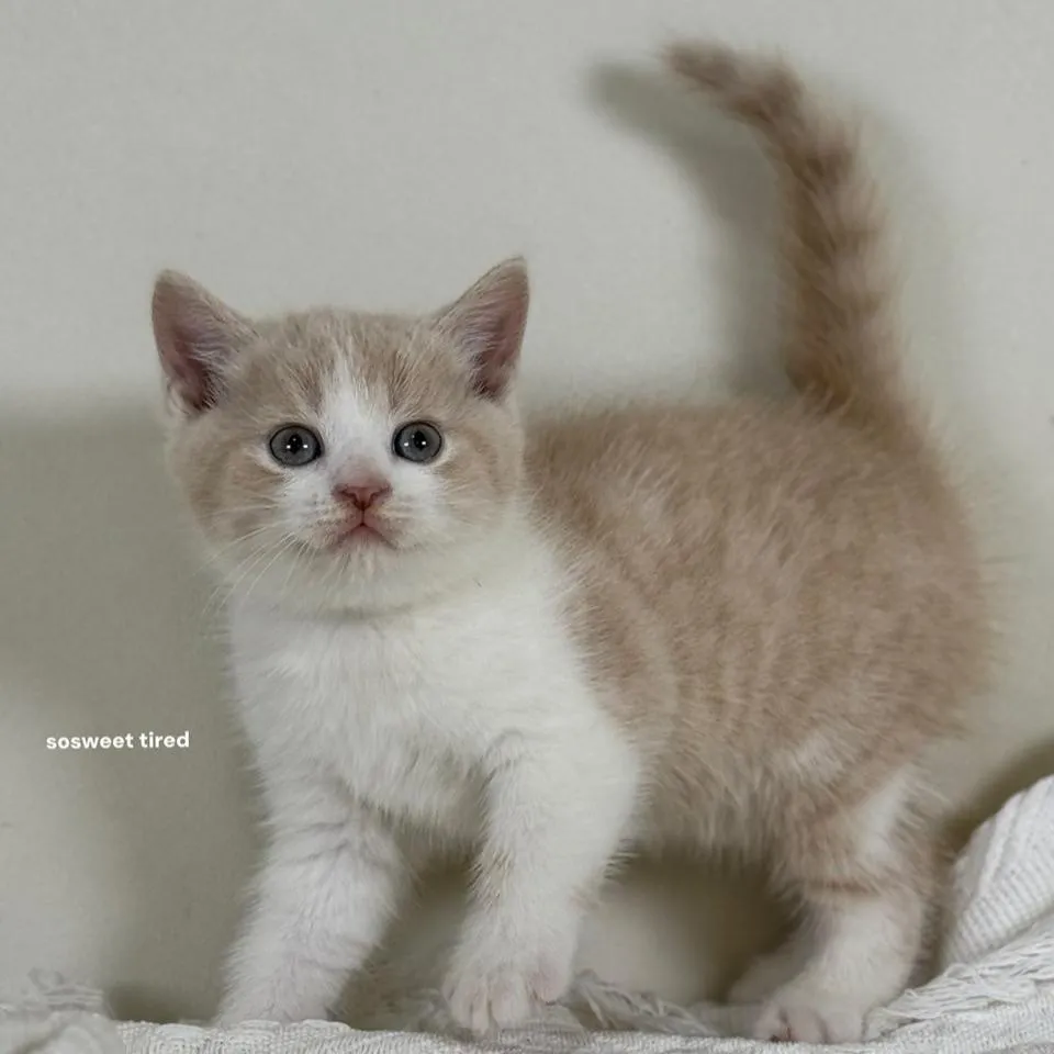 【已售出】乳白賓士英國短毛貓（奶茶）