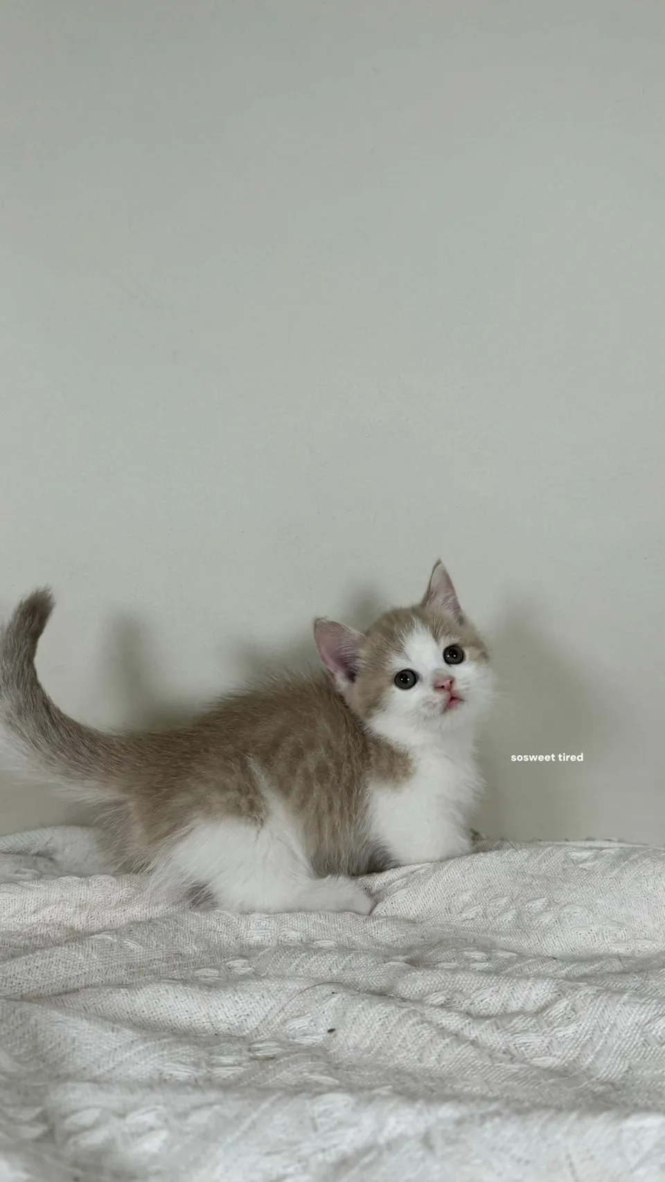 小鹿加白曼赤肯