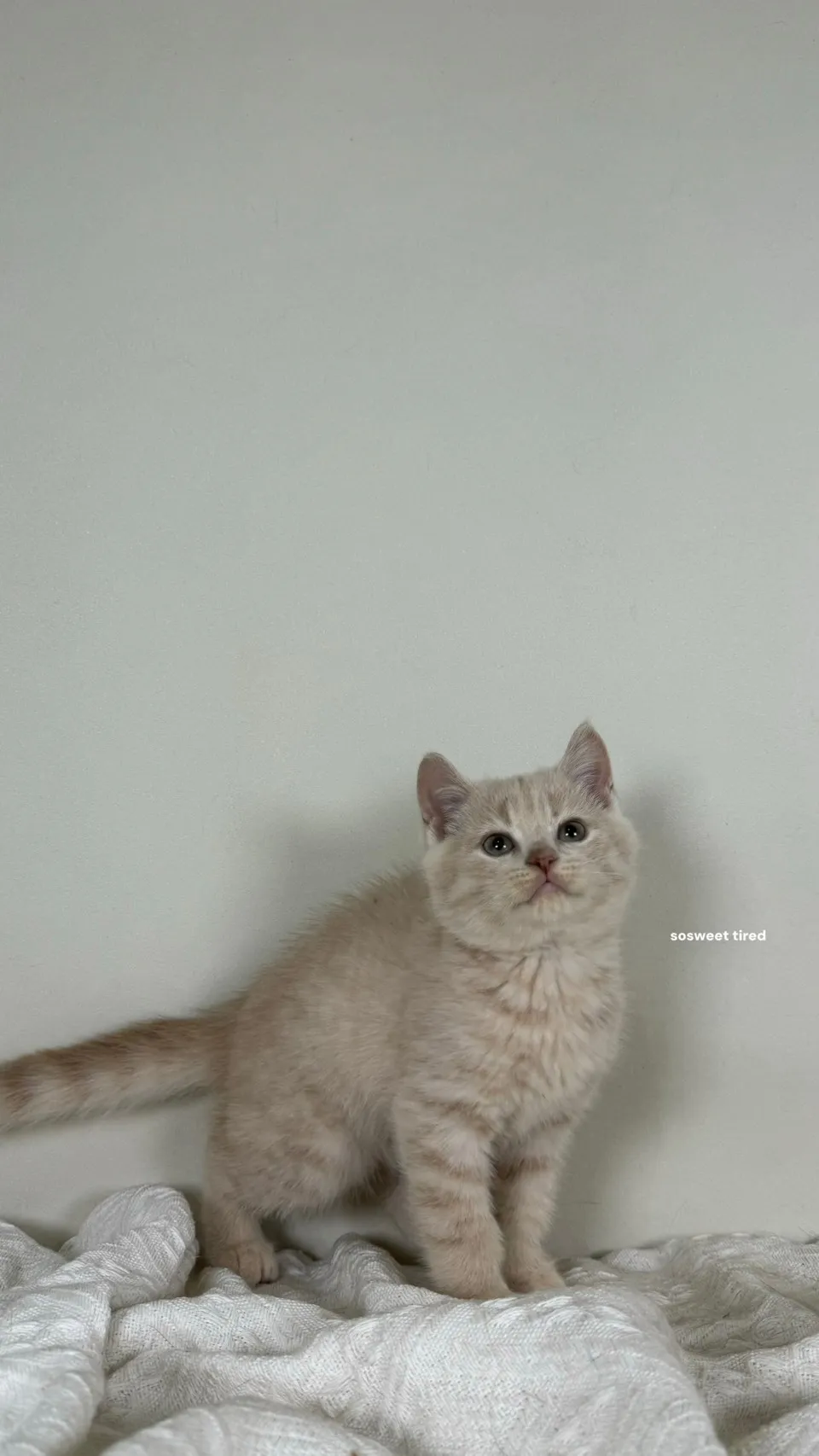 乳色英國短毛貓