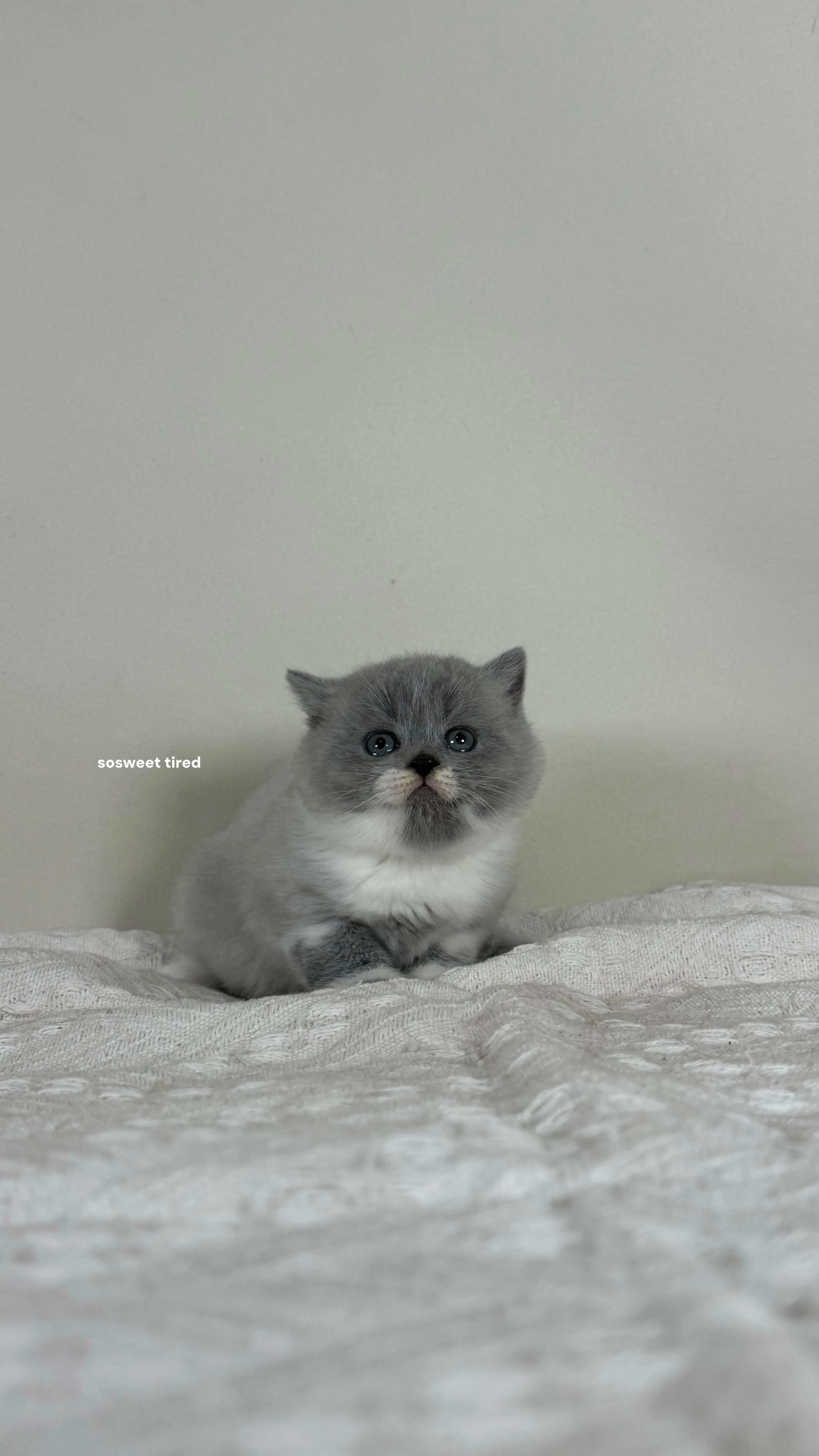 【已售出】藍白英國短毛貓