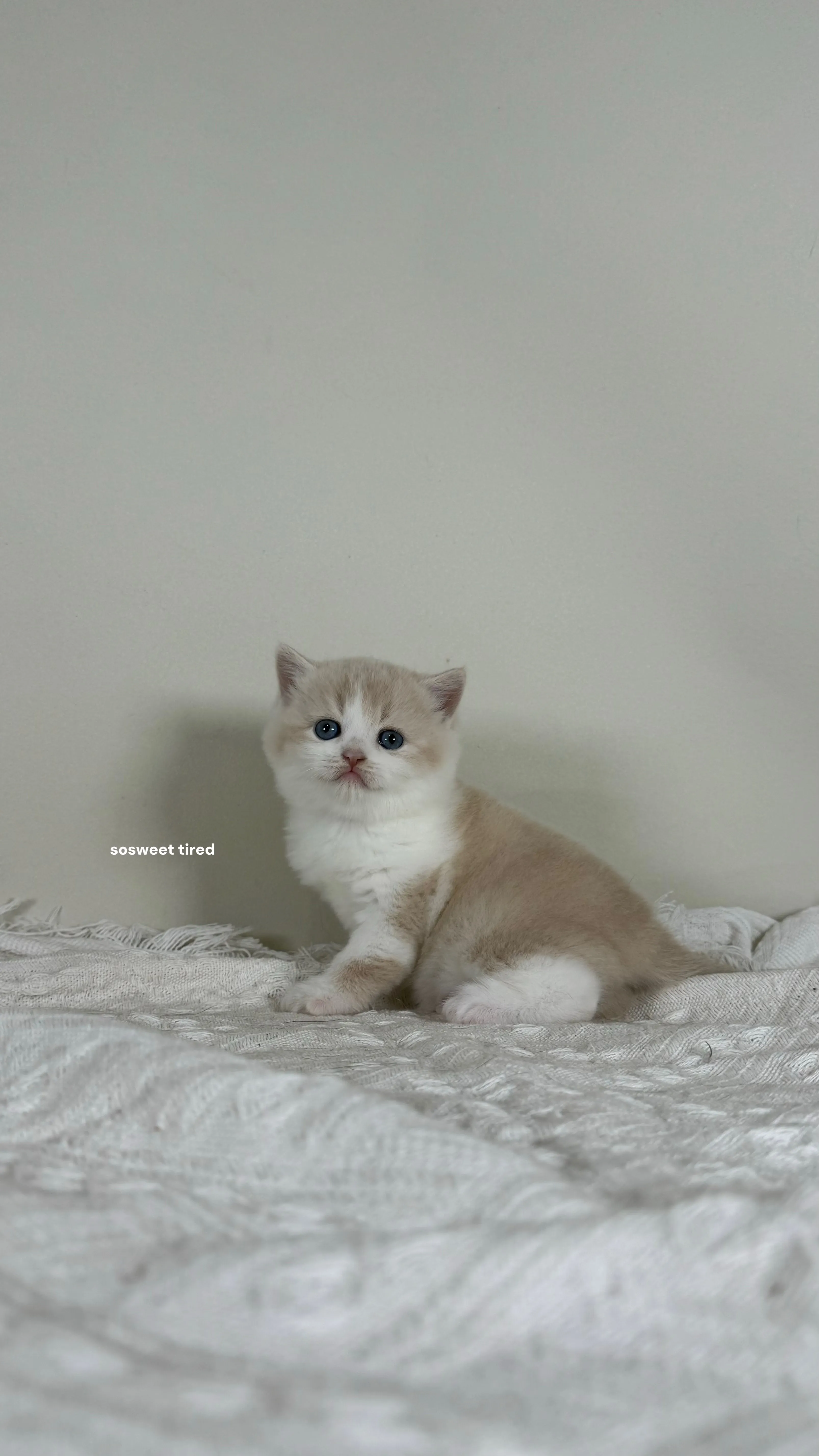 【已售出】乳白賓士英國短毛貓