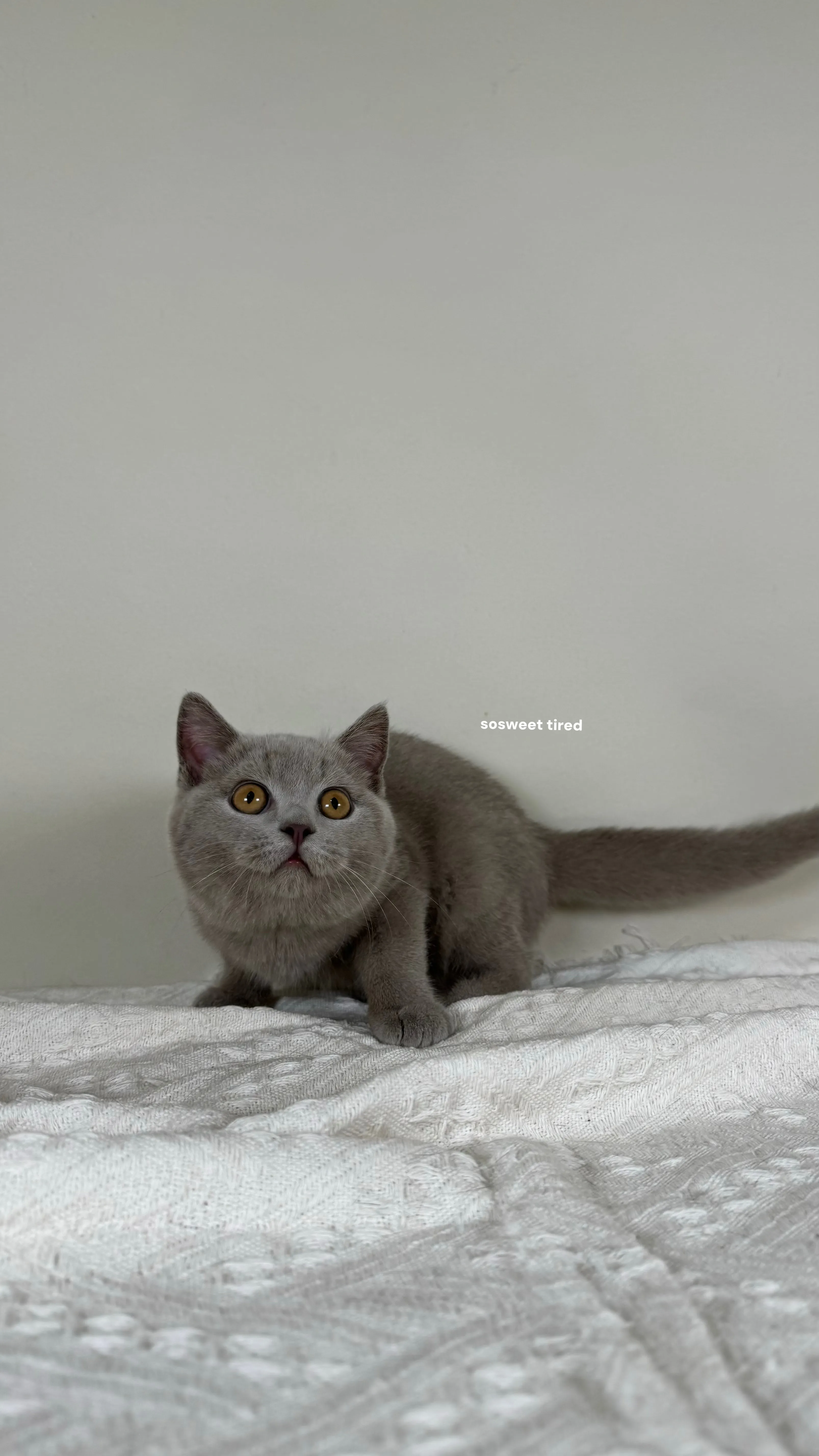 【已售出】紫丁香英國短毛貓