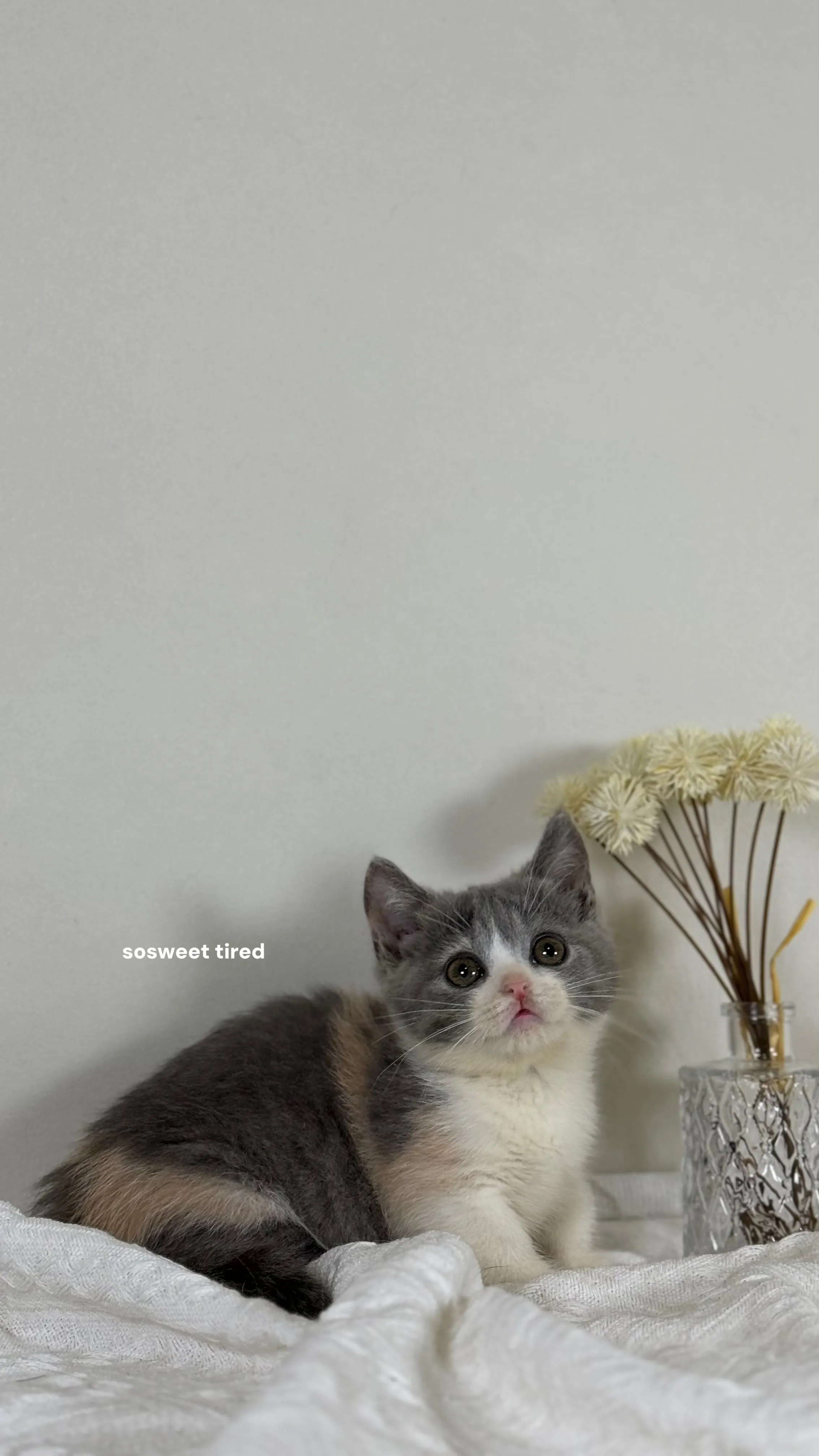 【已售出】藍三花賓士曼赤肯