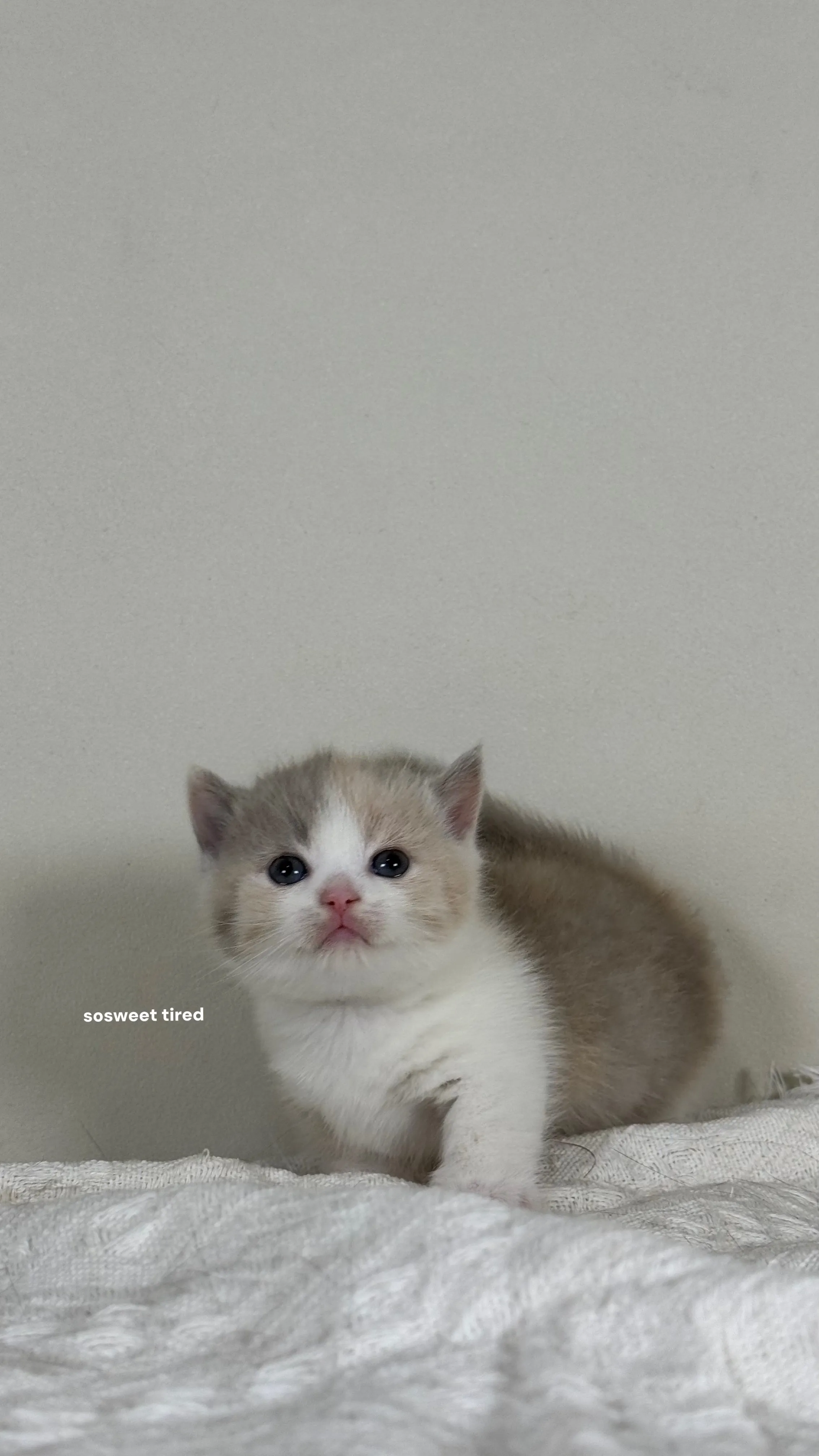 【已售出】小鹿色三花賓士曼赤肯