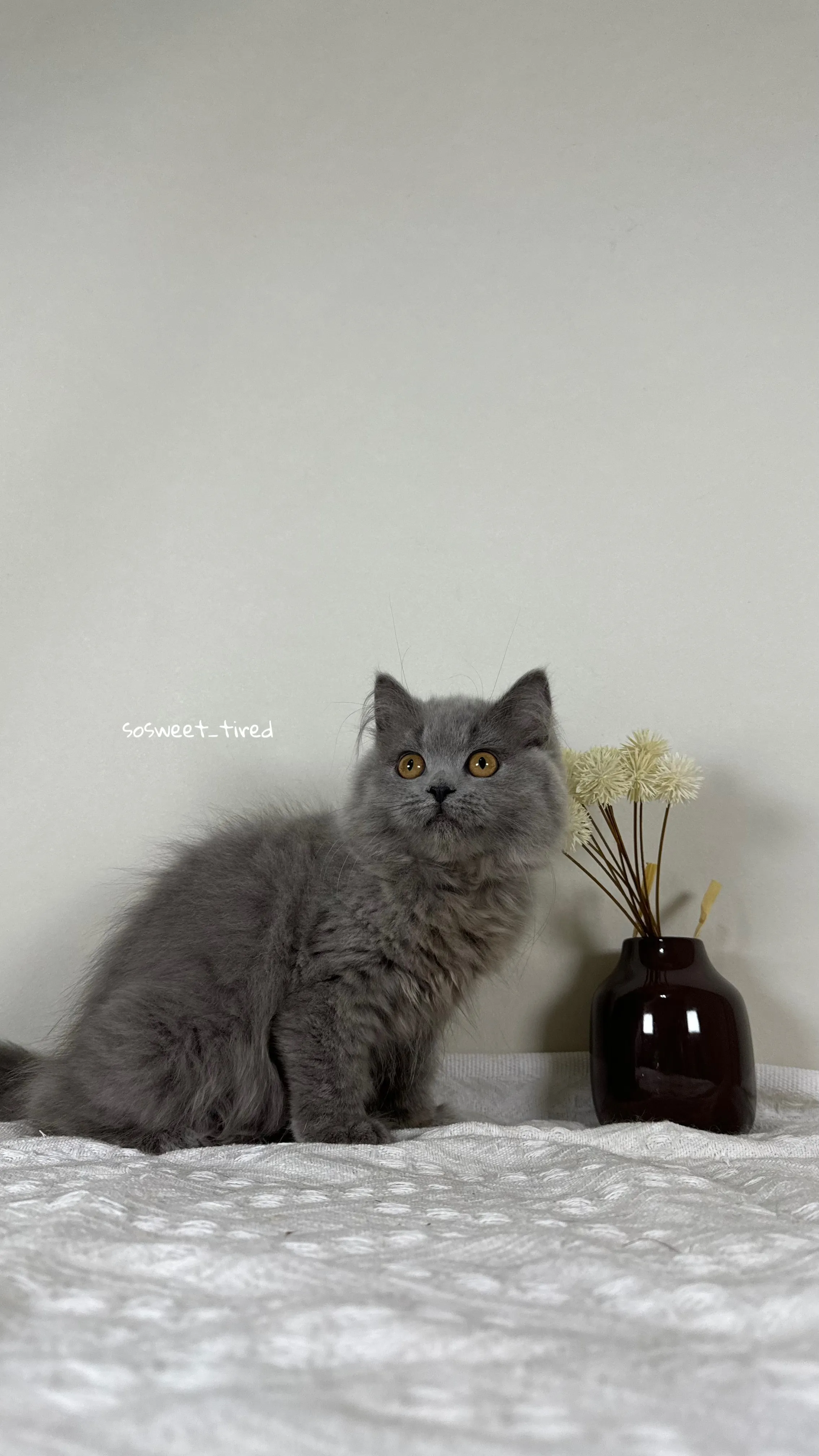 【已售出】藍英國長毛貓（娜）