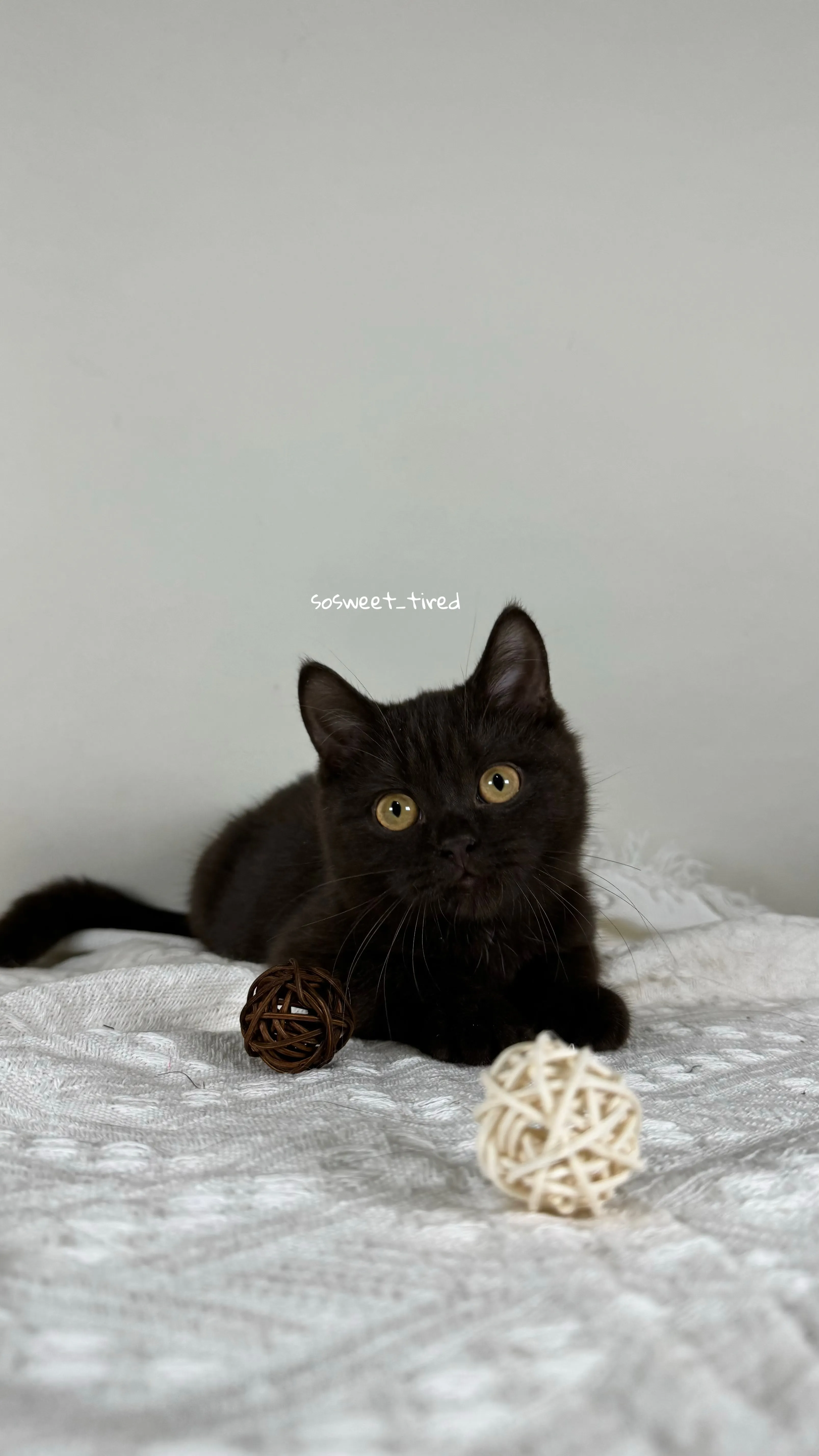 【已售出】巧克力英國短毛貓