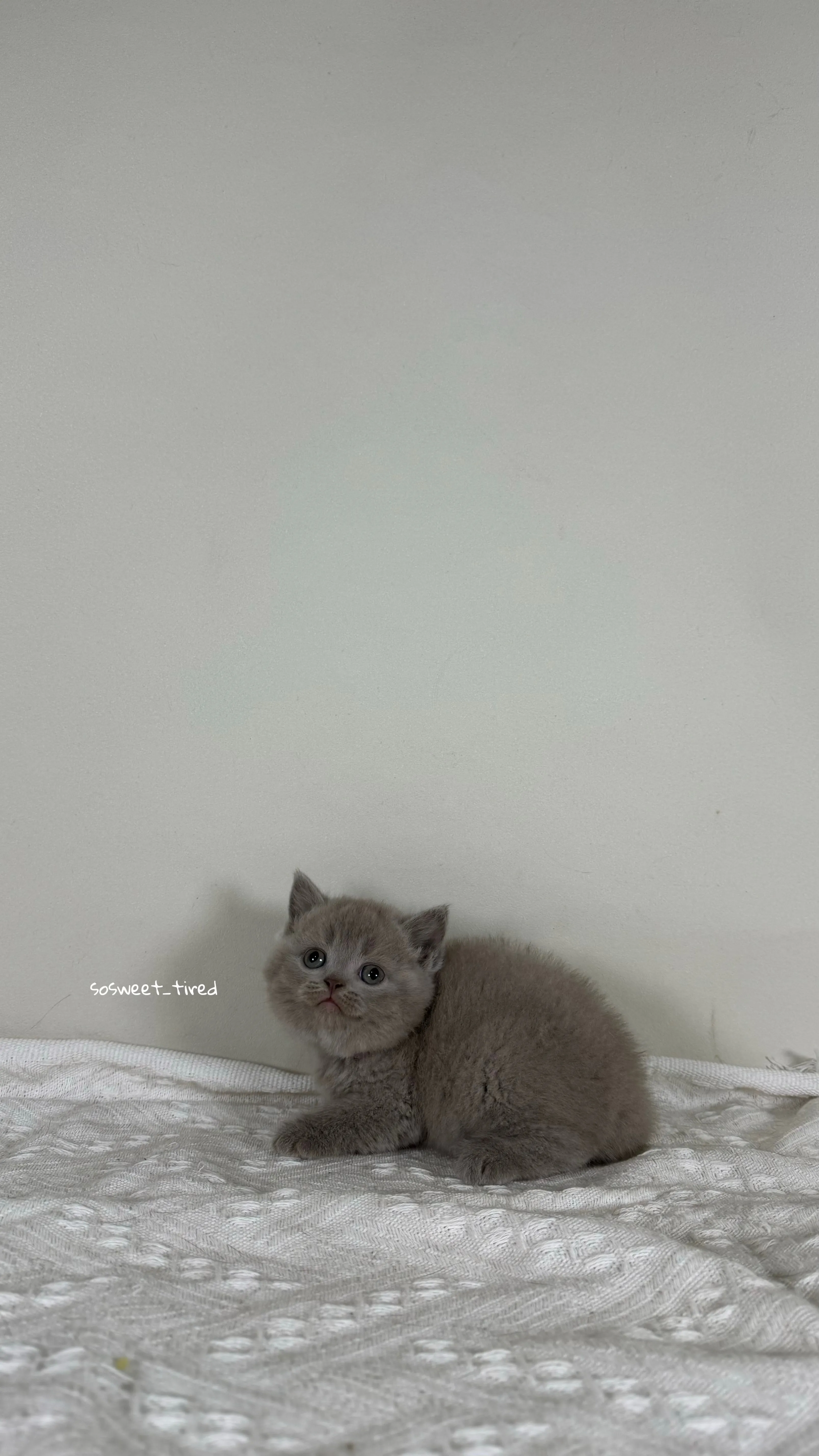 【已售出】紫丁香英國短毛貓