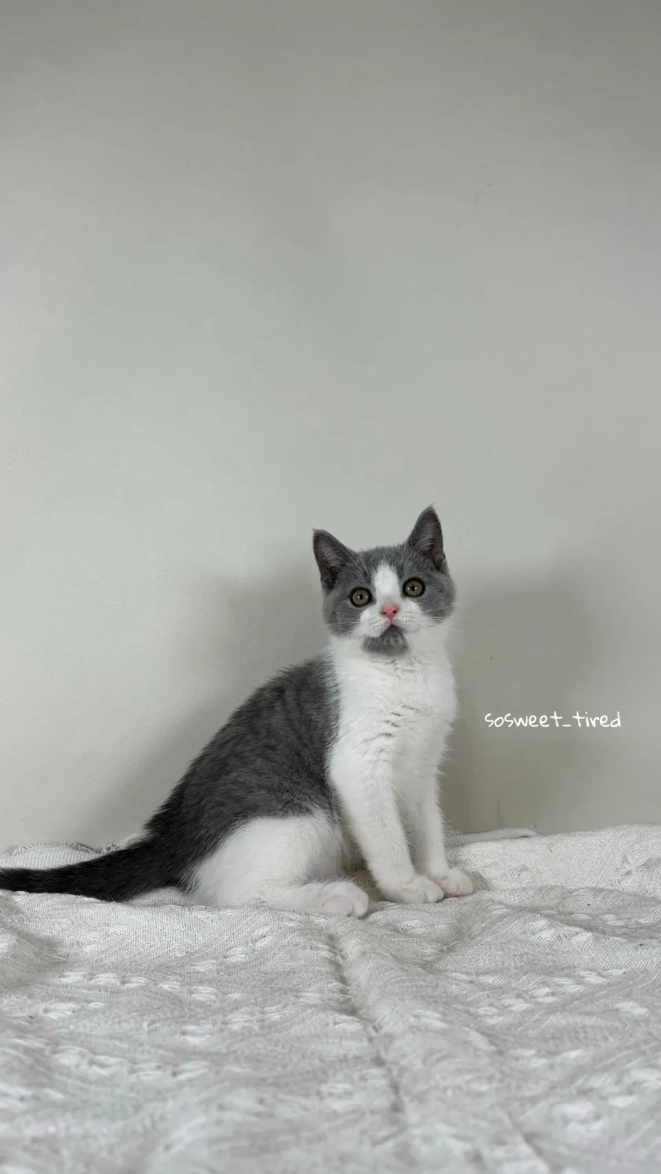 【已售出】藍白賓士英國短毛貓