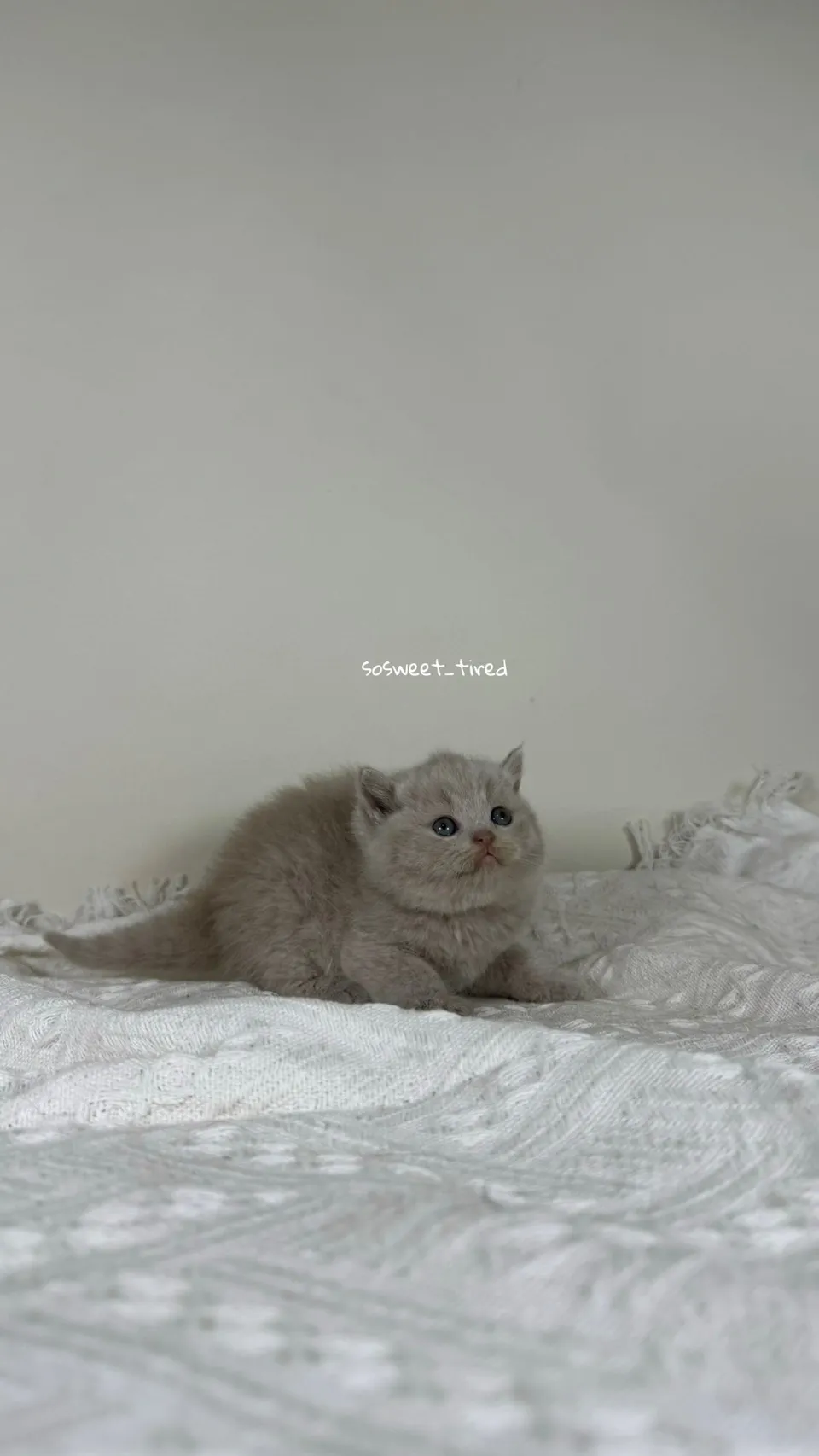 小鹿色英國短毛貓