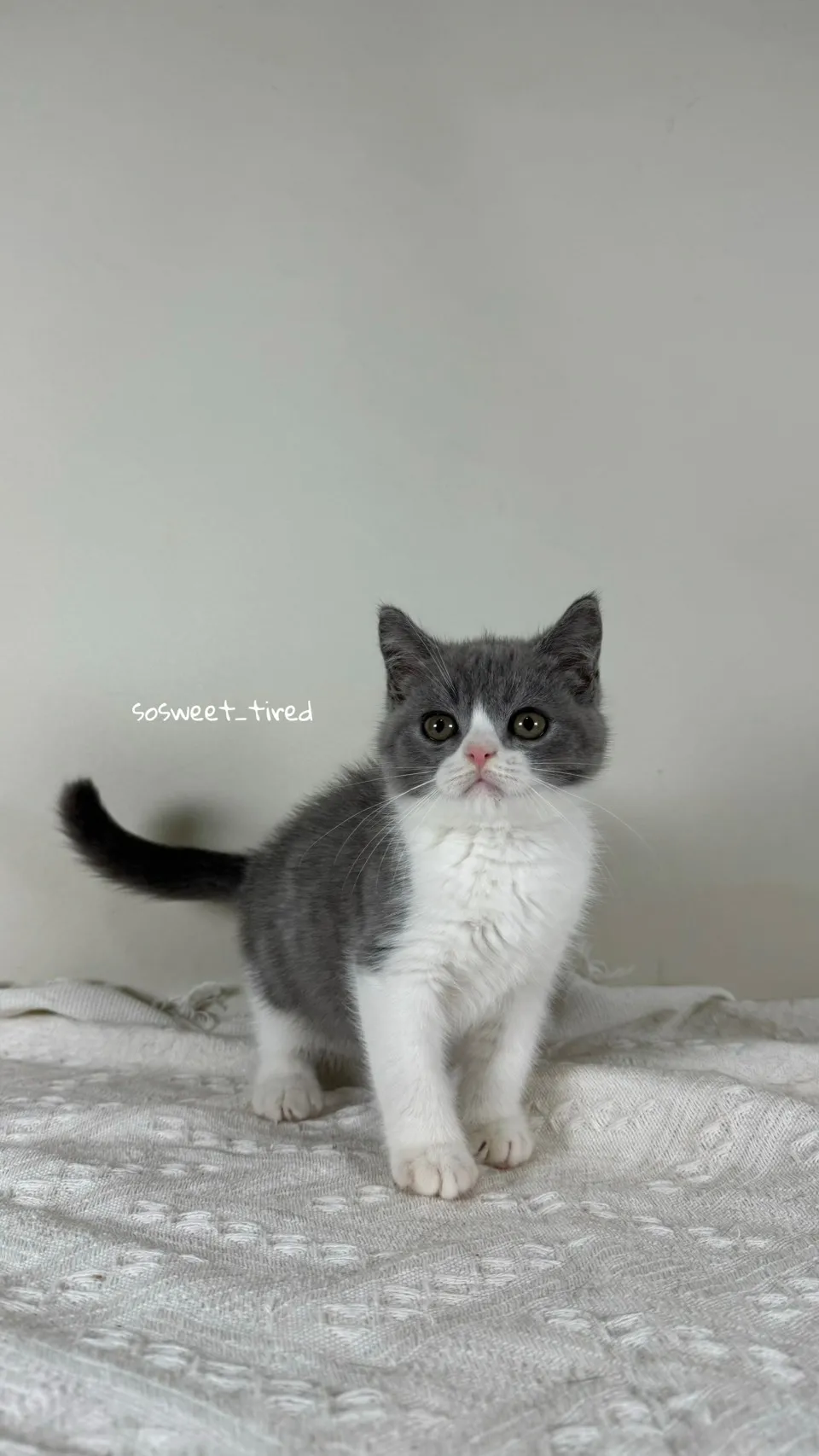 藍白賓士英國短毛貓