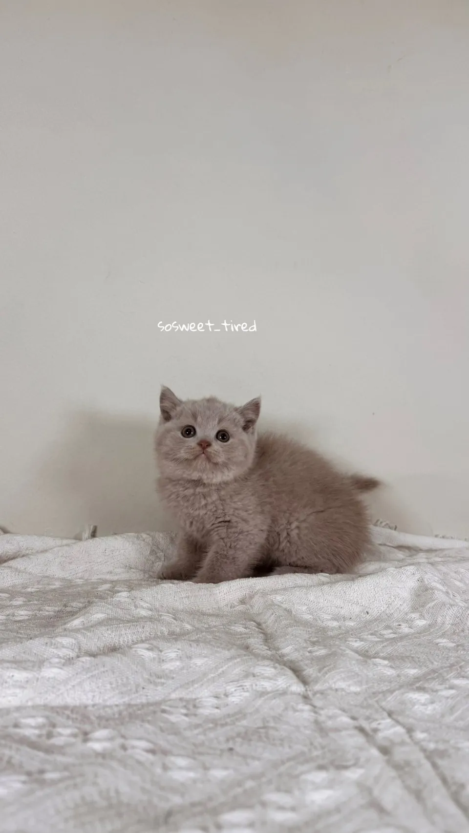 小鹿色英國短毛貓