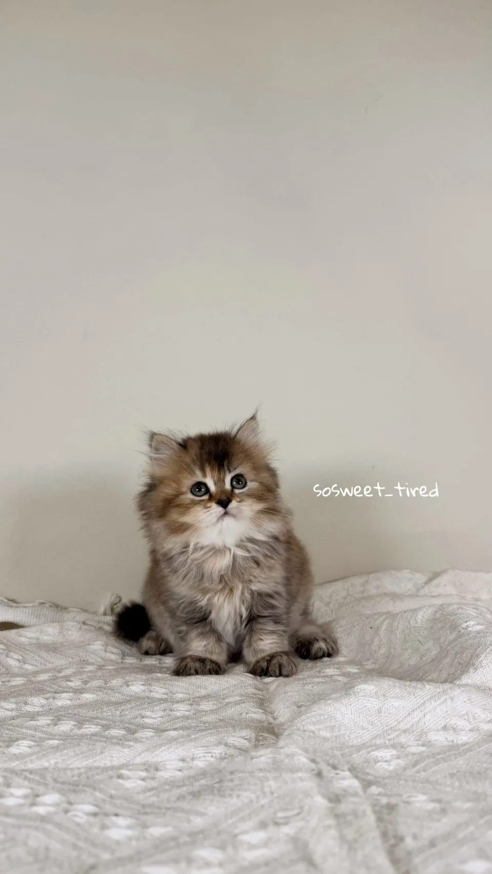 黑金漸層英國長毛貓