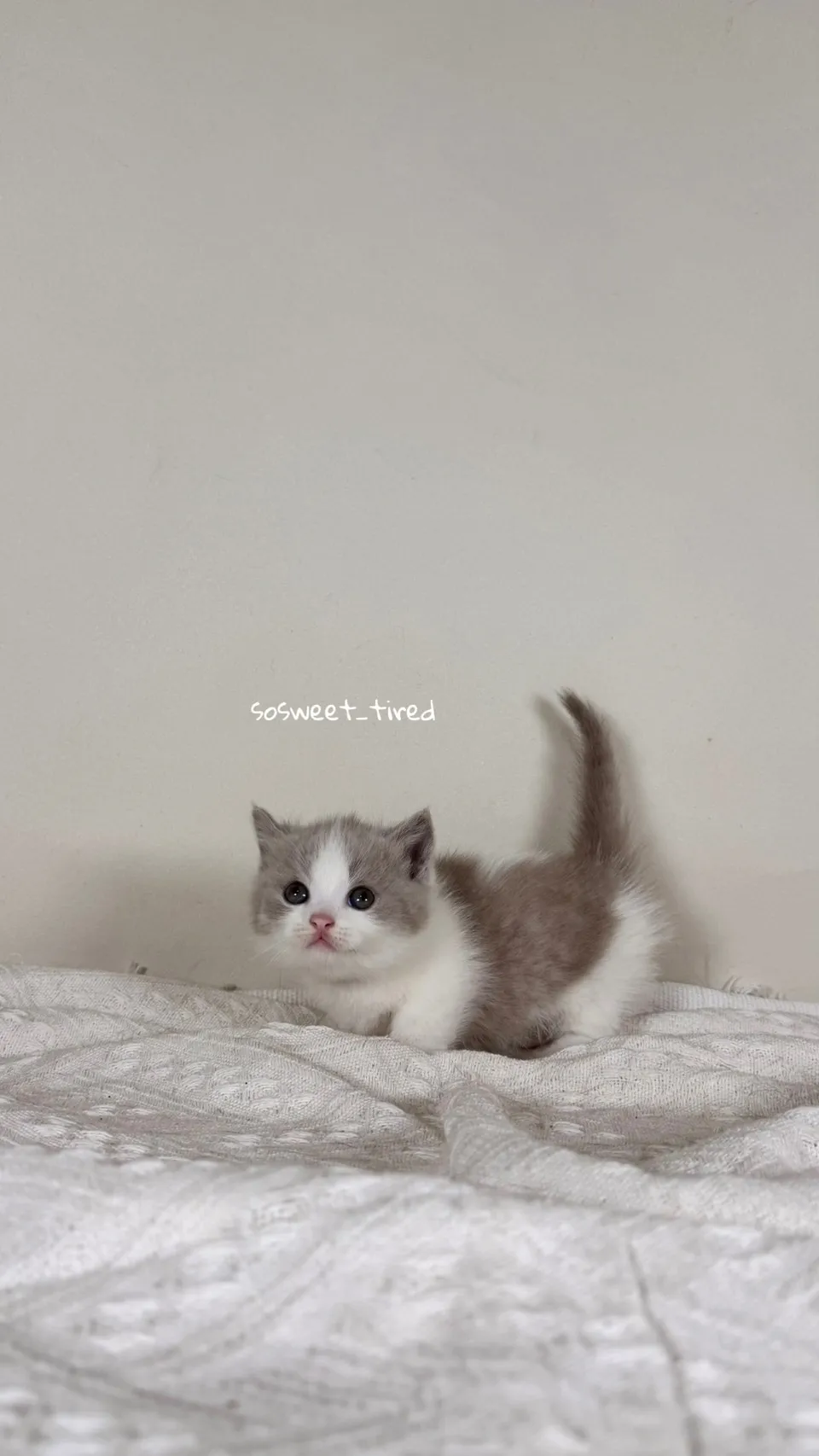 紫丁香賓士曼赤肯