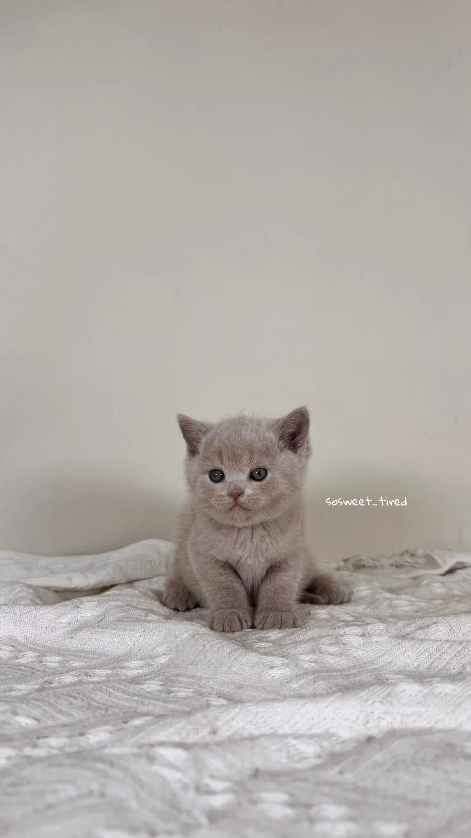 紫丁香英國短毛貓