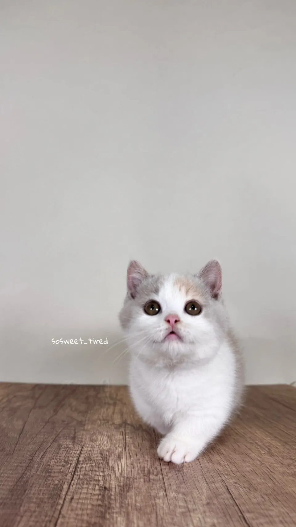 【已售出】紫三花賓士曼赤肯