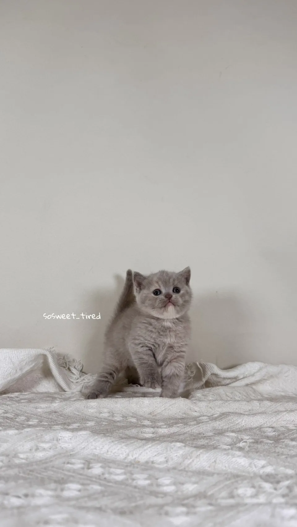 紫乳英國短毛貓