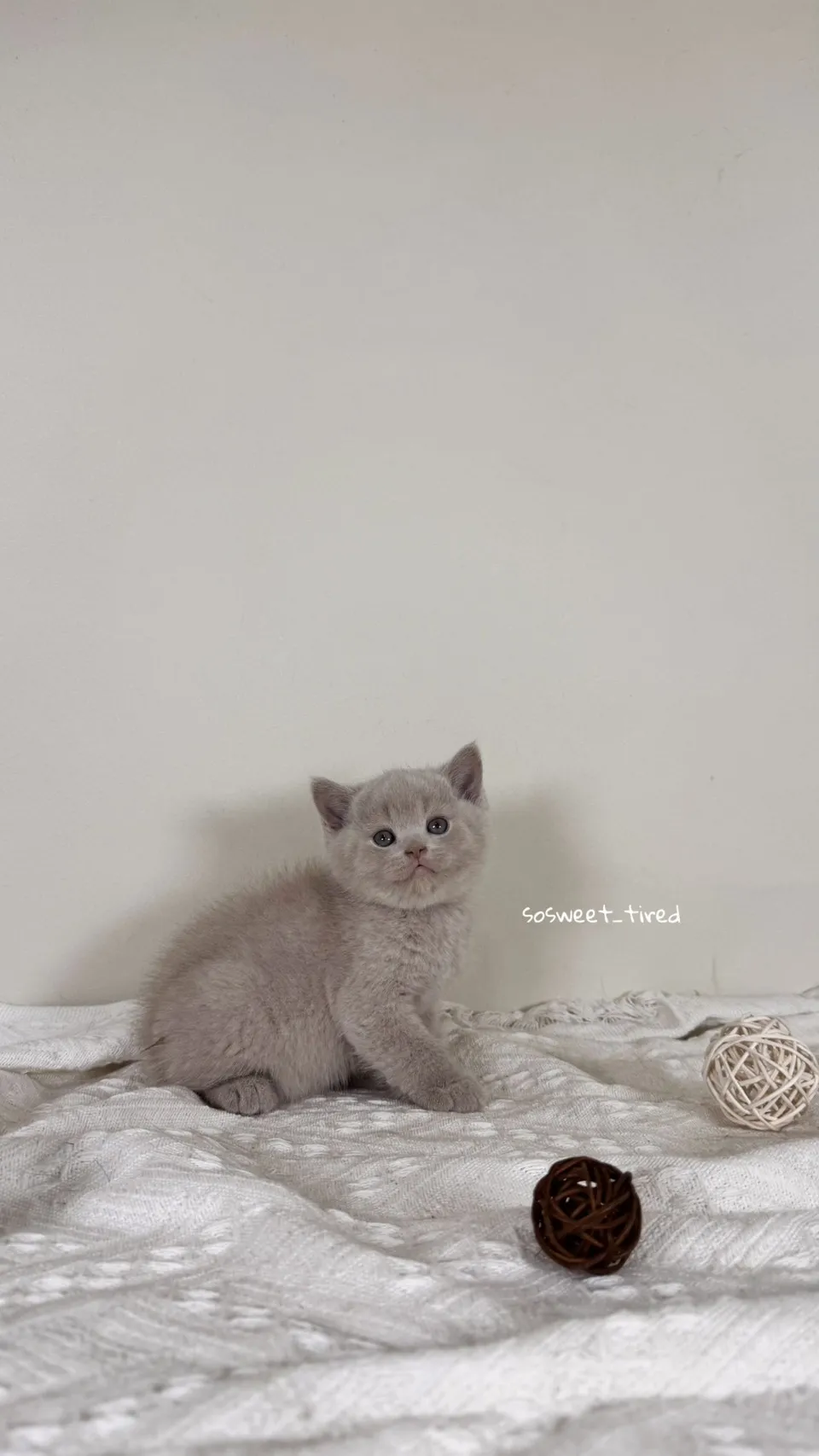 紫丁香英國短毛貓