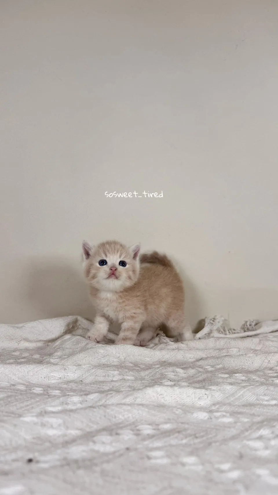 乳色英國短毛貓