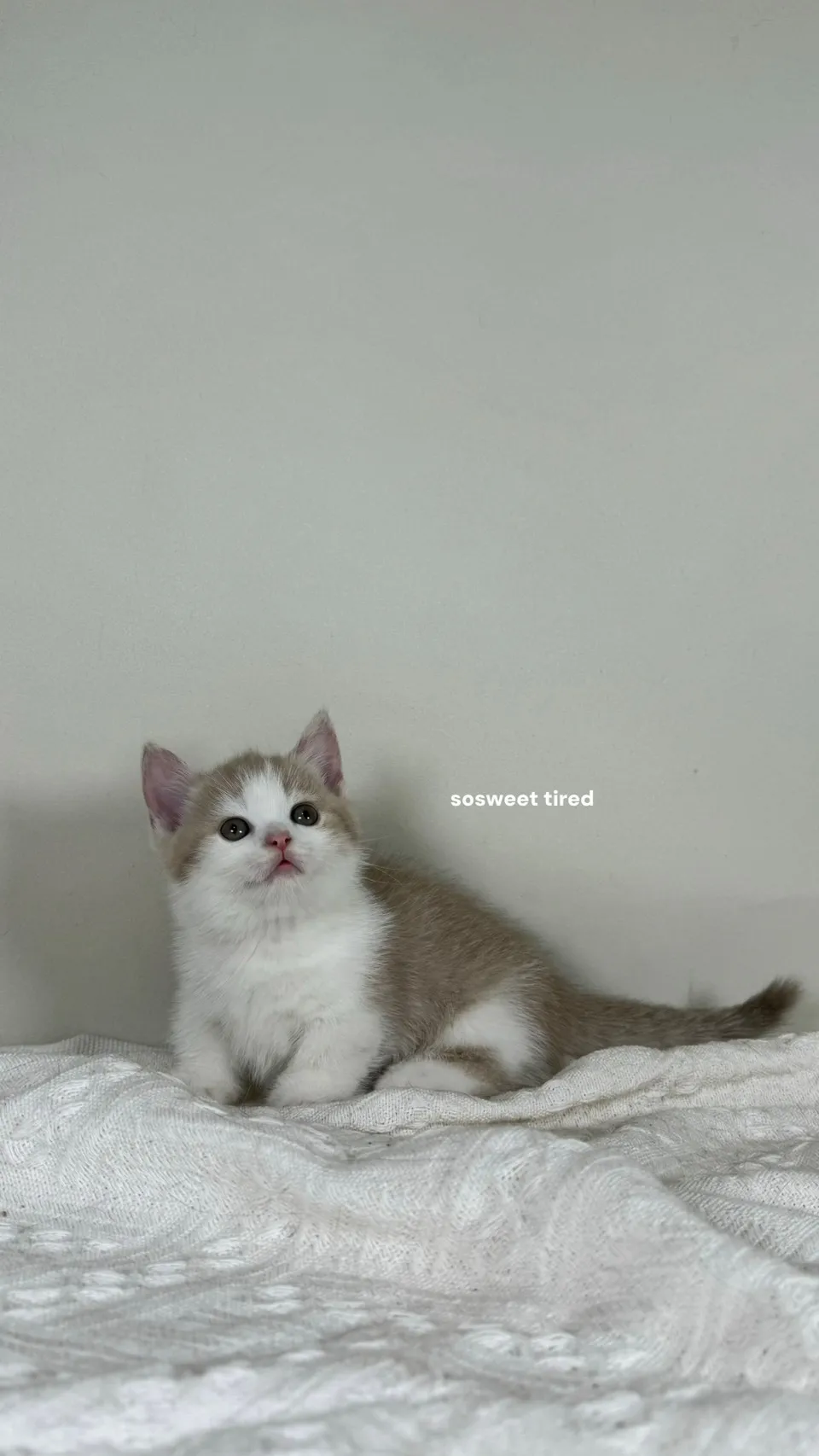 小鹿加白曼赤肯