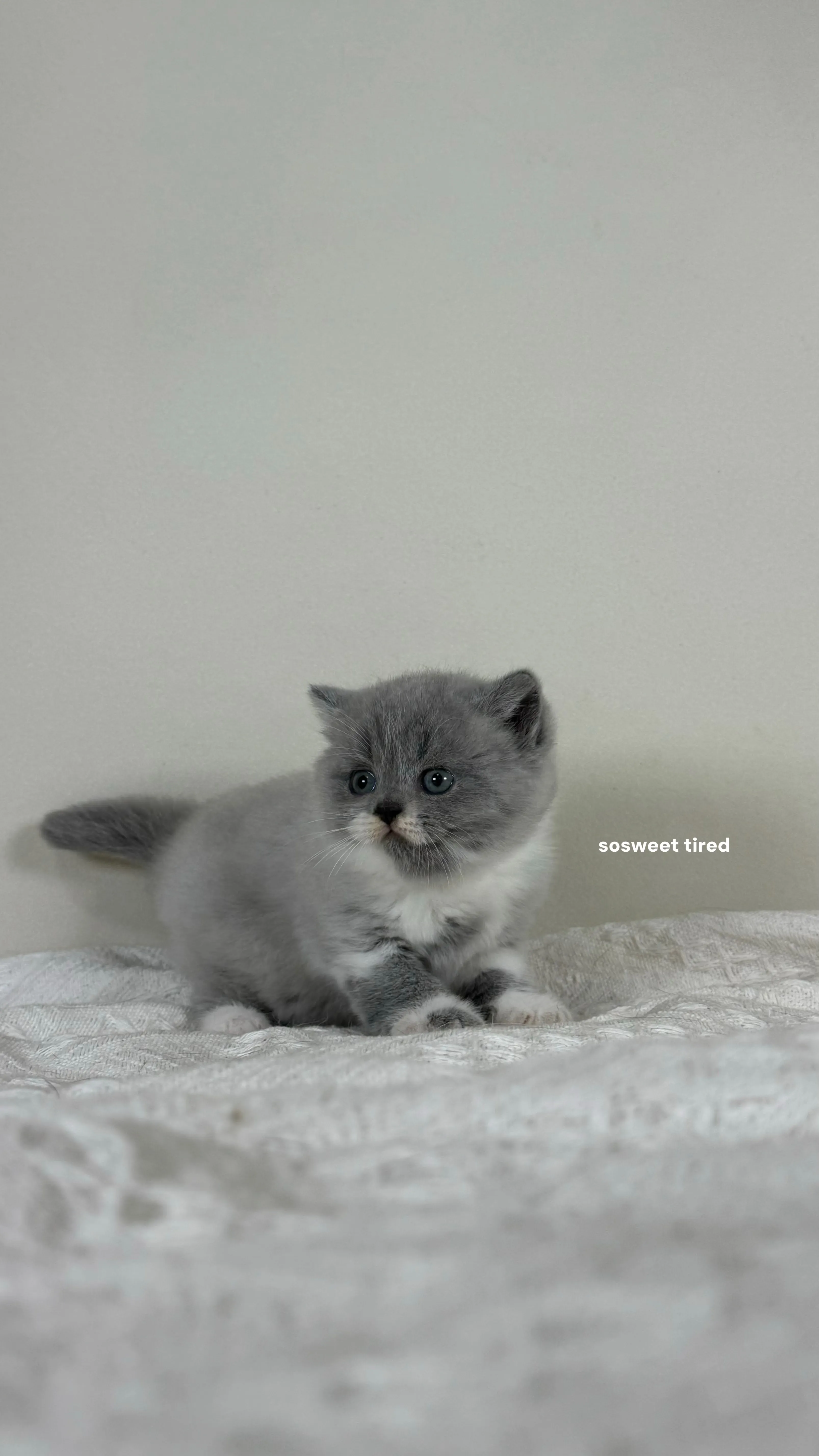 【已售出】藍白英國短毛貓