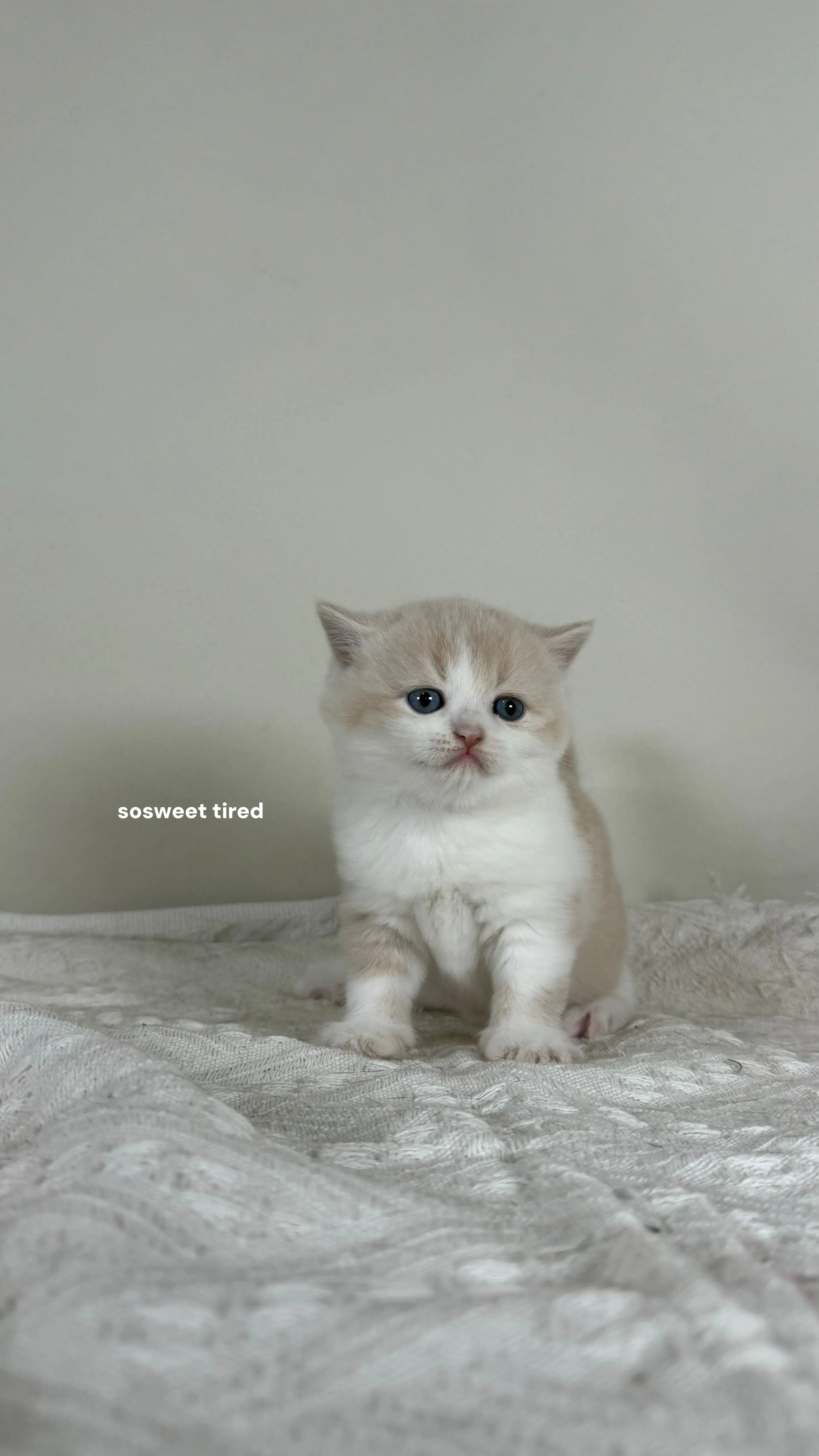 【已售出】乳白賓士英國短毛貓