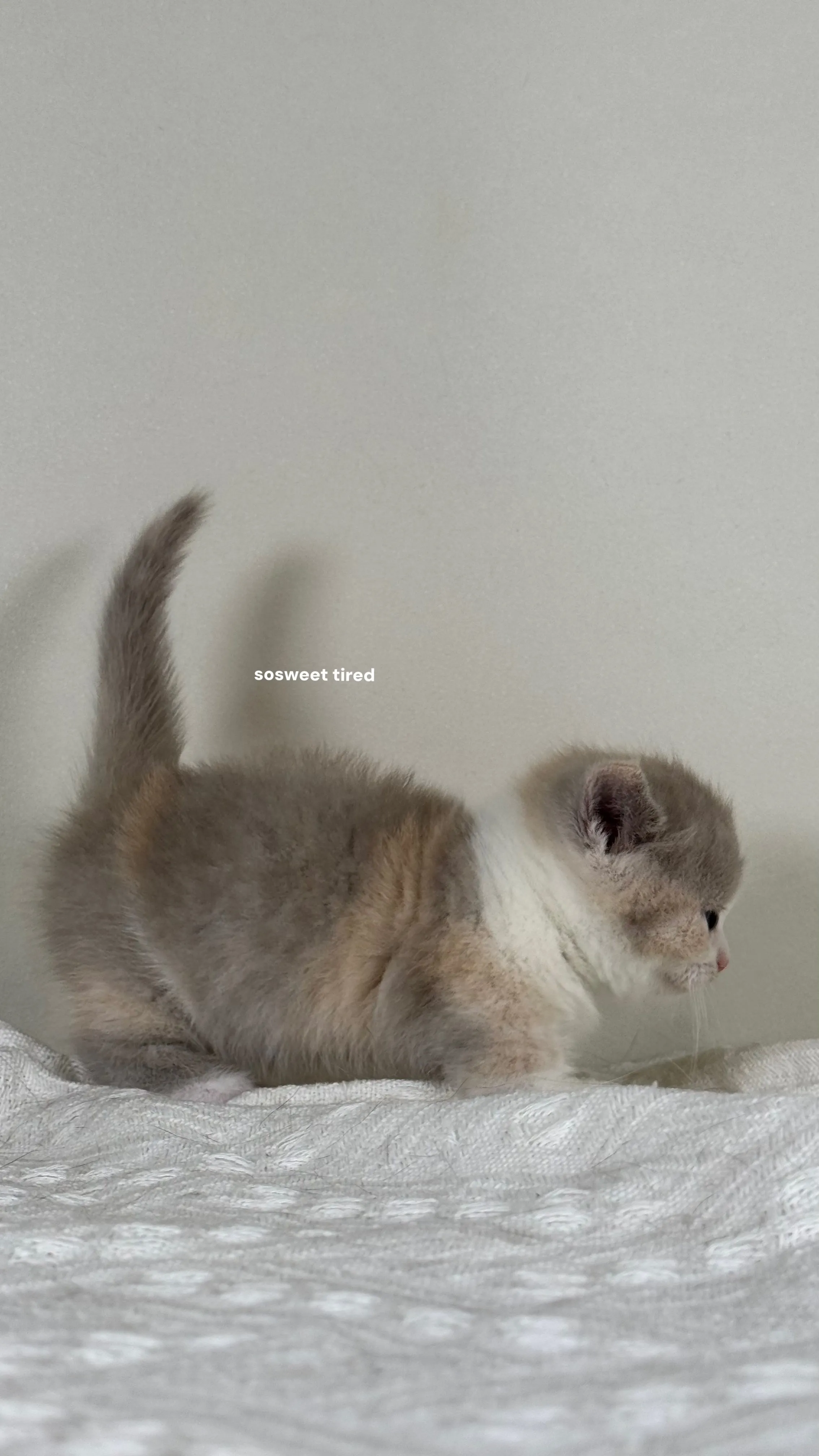 【已售出】小鹿色三花賓士曼赤肯