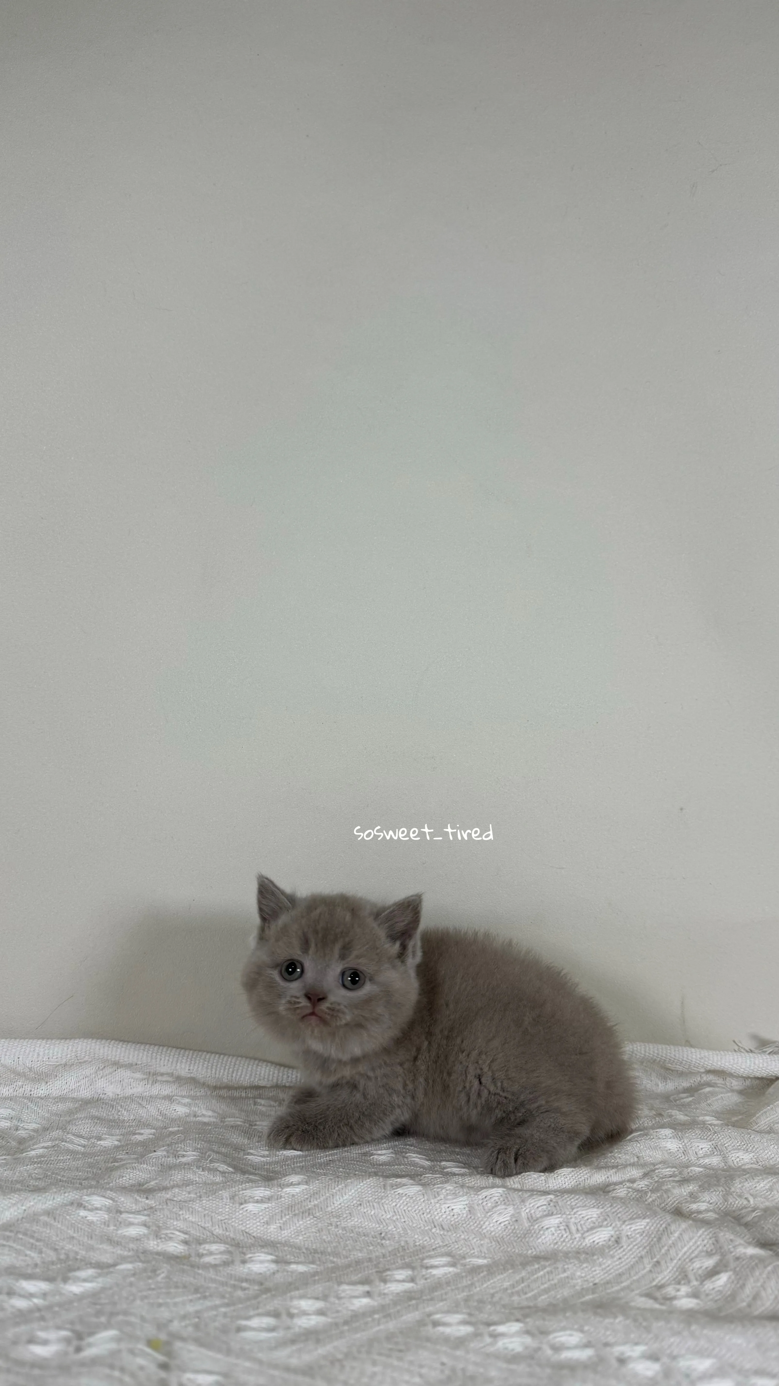 【已售出】紫丁香英國短毛貓