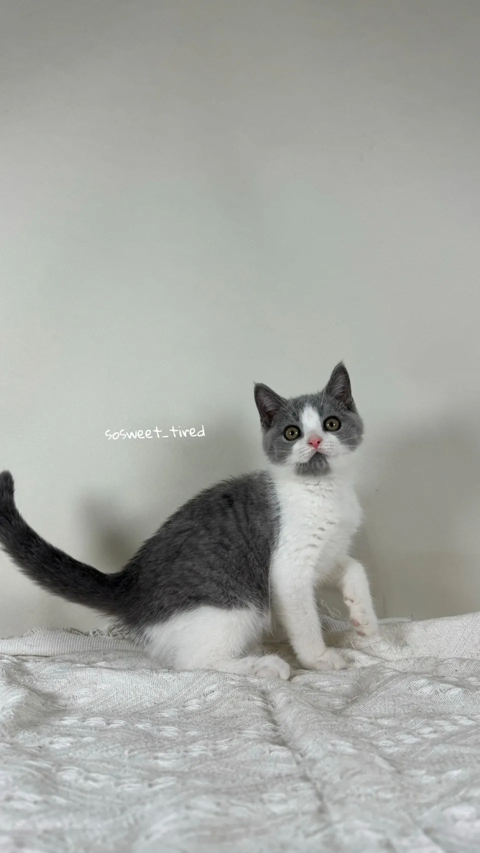 【已售出】藍白賓士英國短毛貓