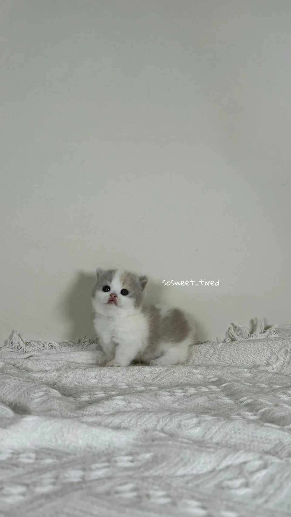 三花賓士曼赤肯