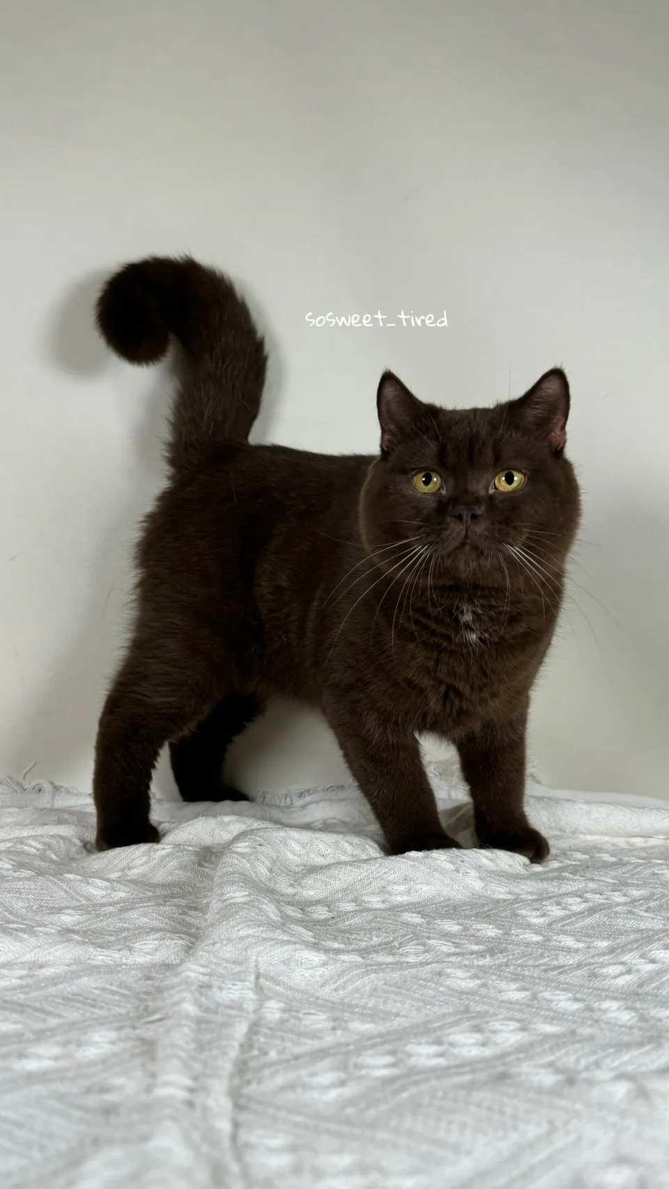 巧克力英國短毛貓