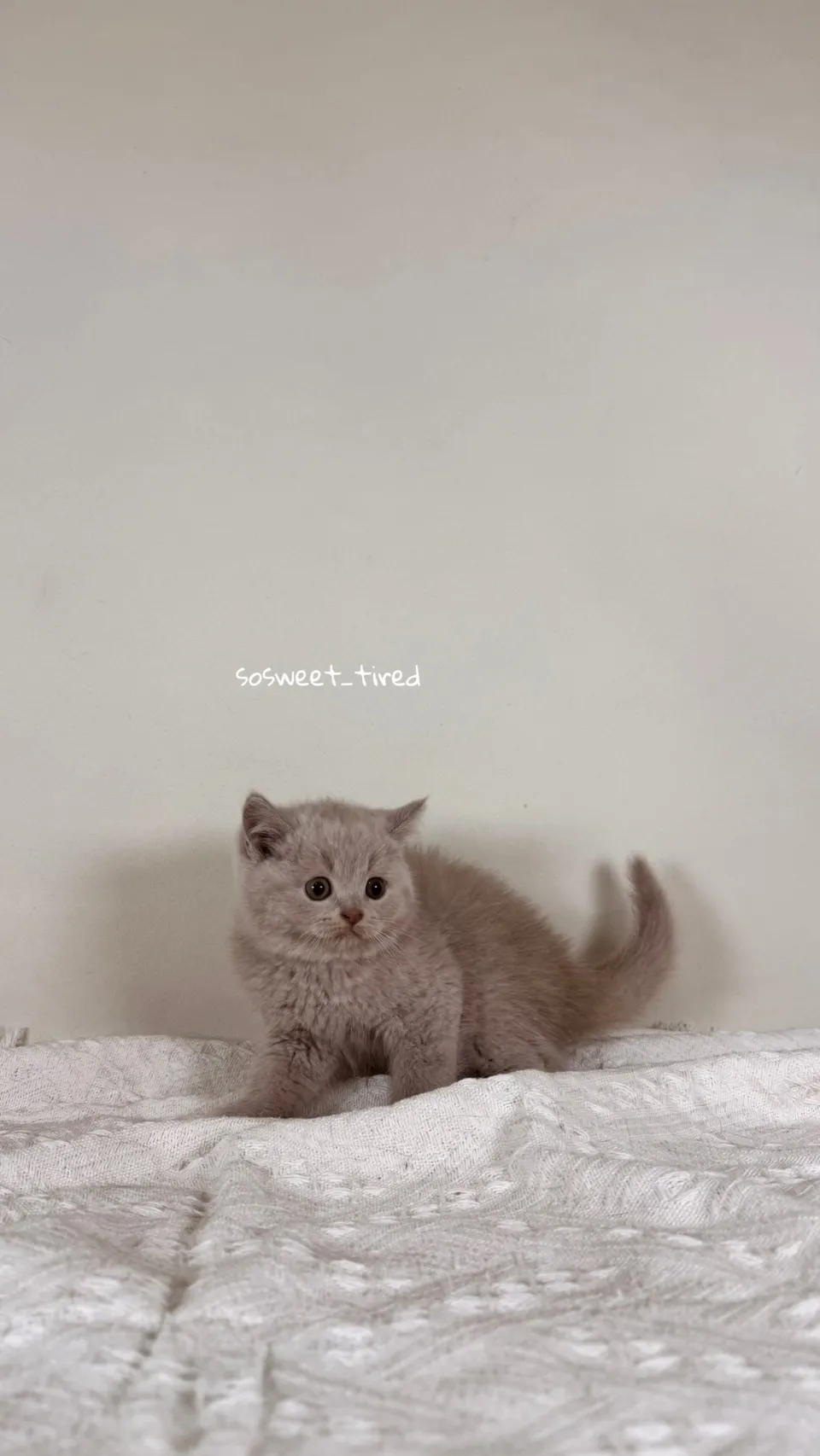 小鹿色英國短毛貓