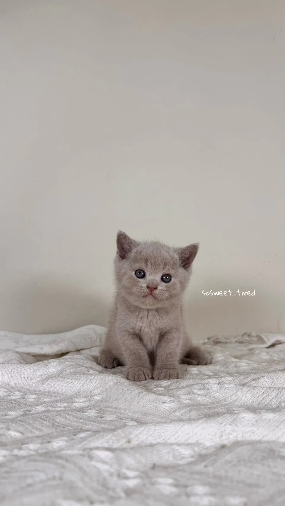 紫丁香英國短毛貓