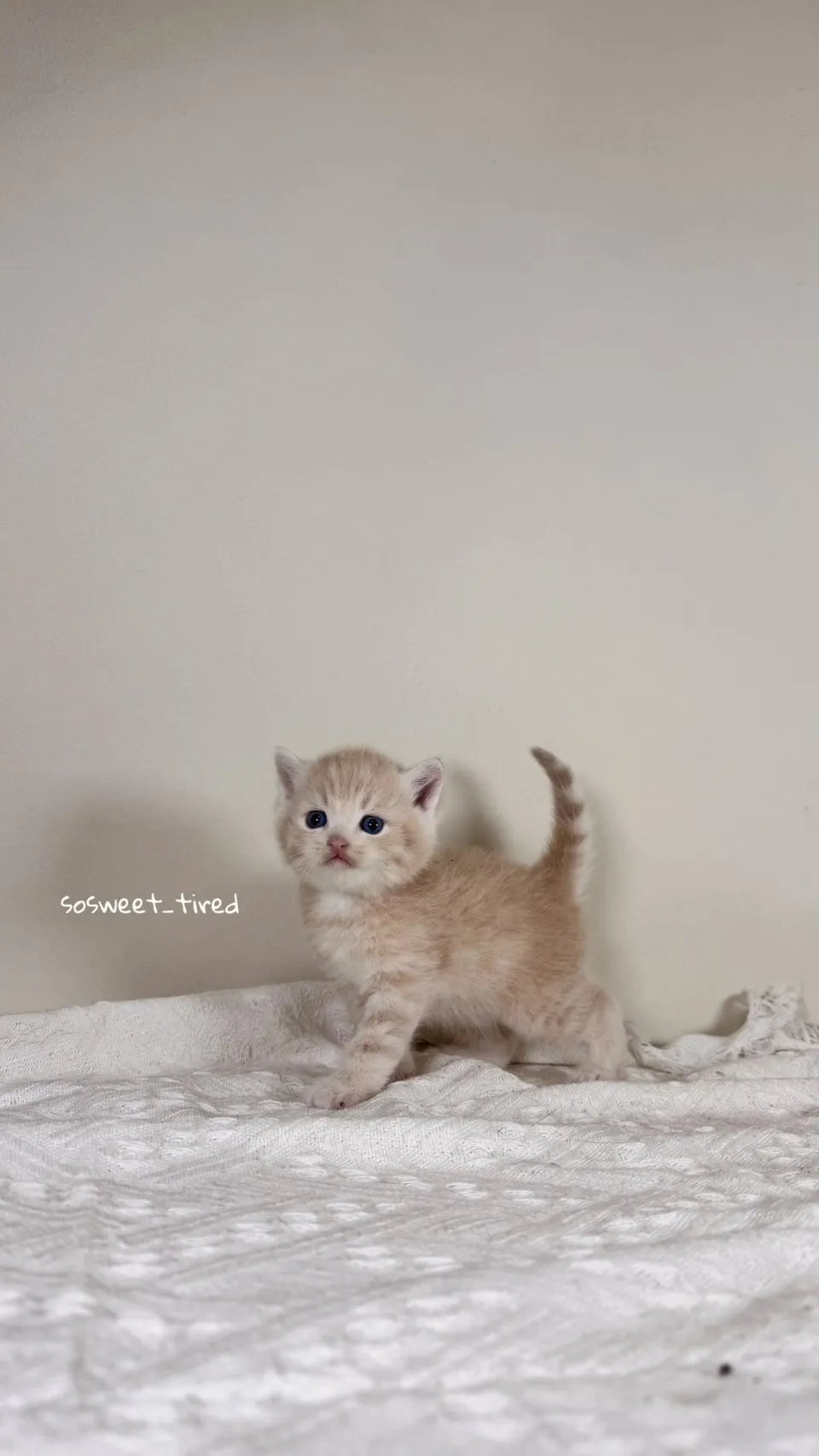 乳色英國短毛貓