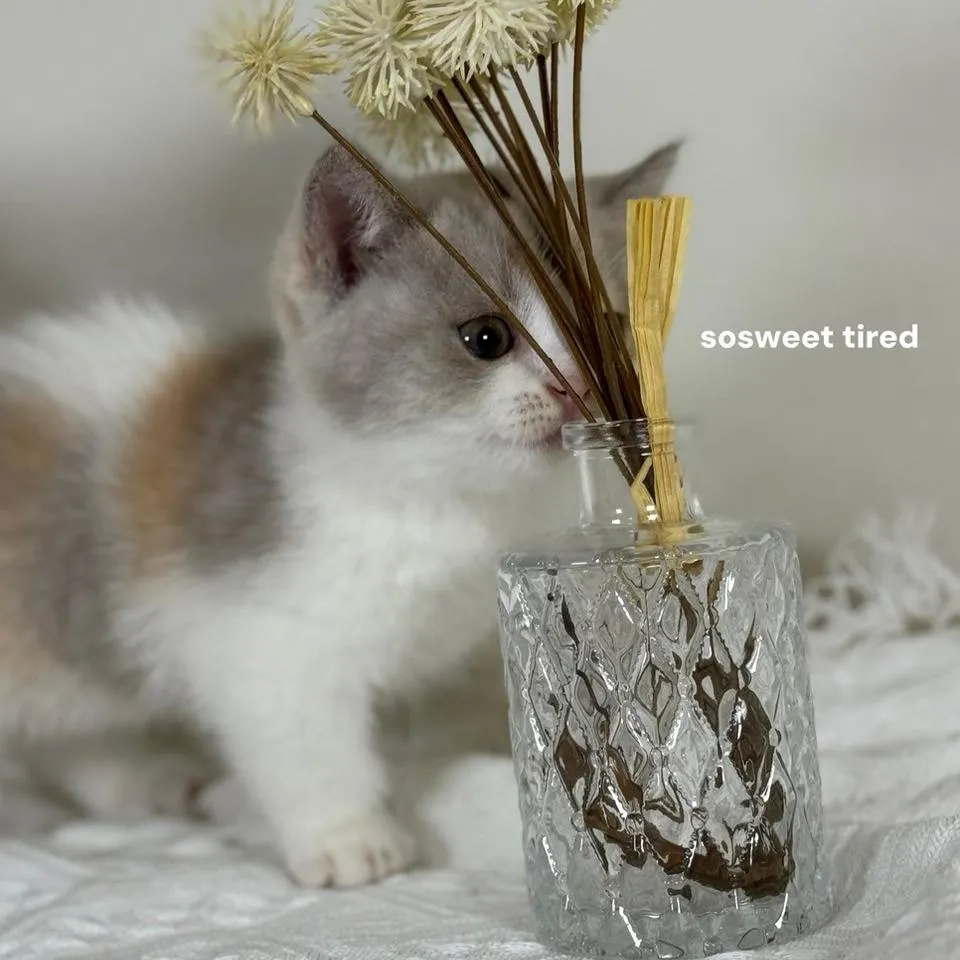 【已售出】紫三花賓士曼赤肯（毛毛）