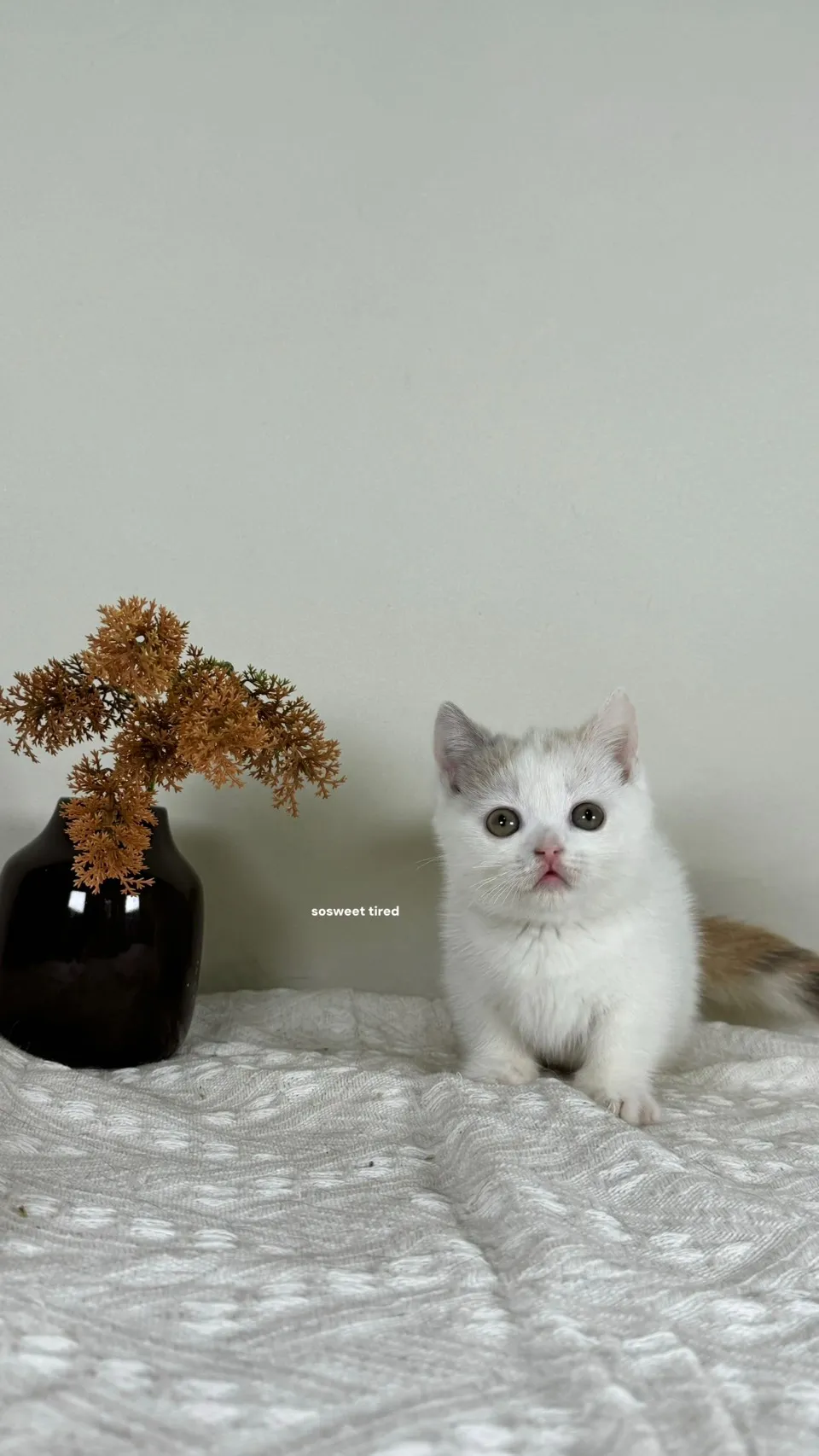 三花曼赤肯（Hito)