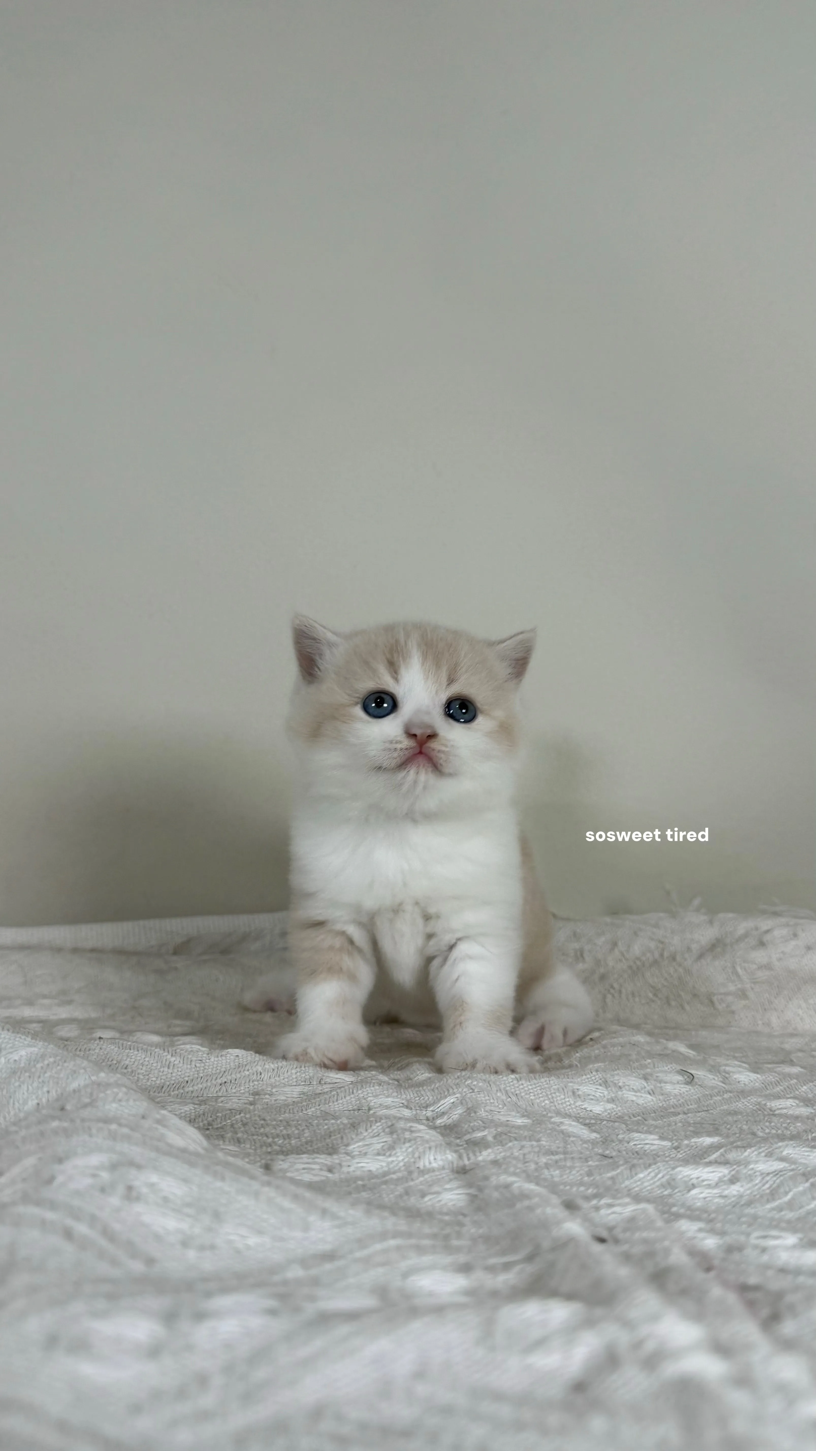 【已售出】乳白賓士英國短毛貓