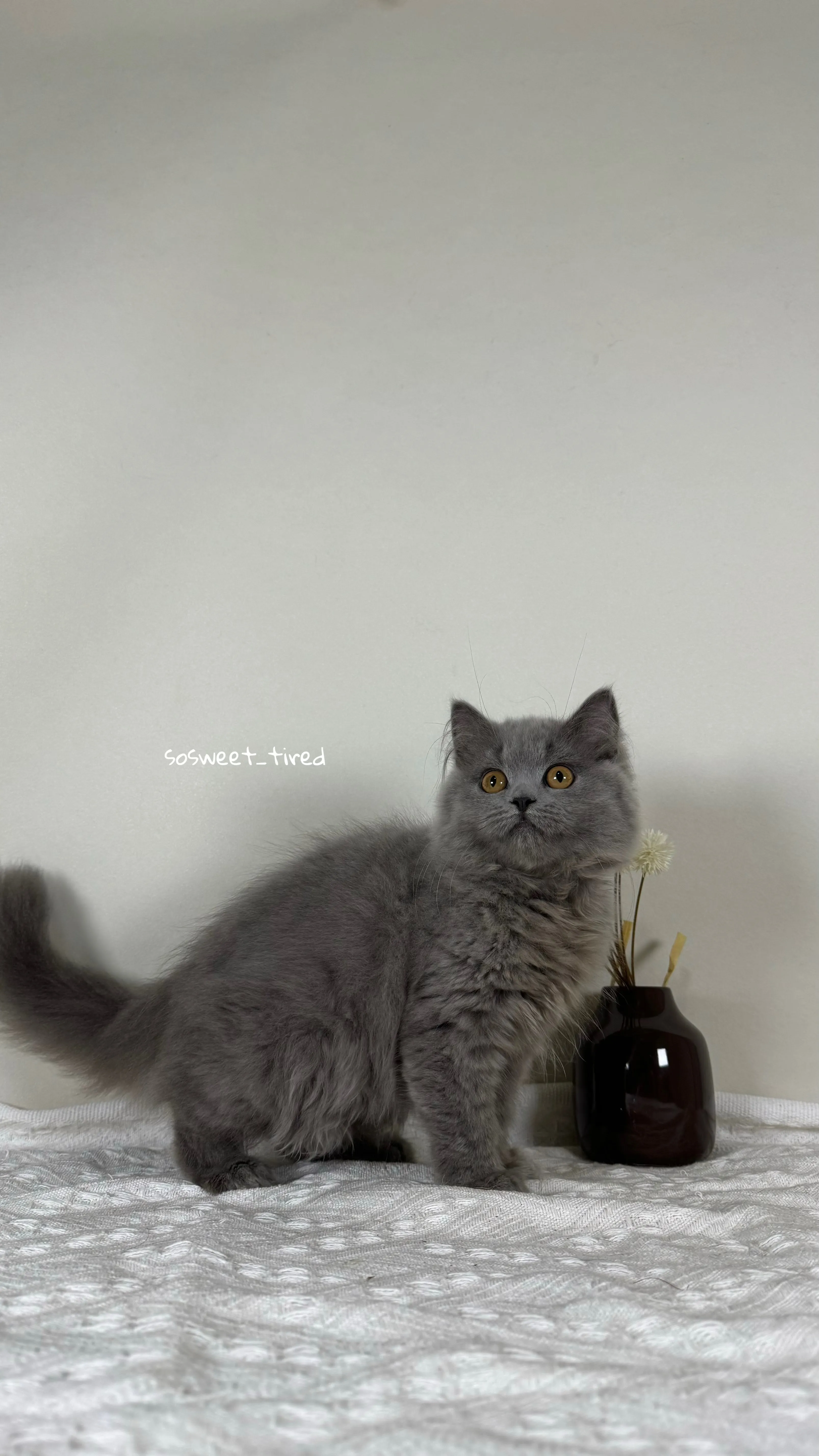 【已售出】藍英國長毛貓（娜）