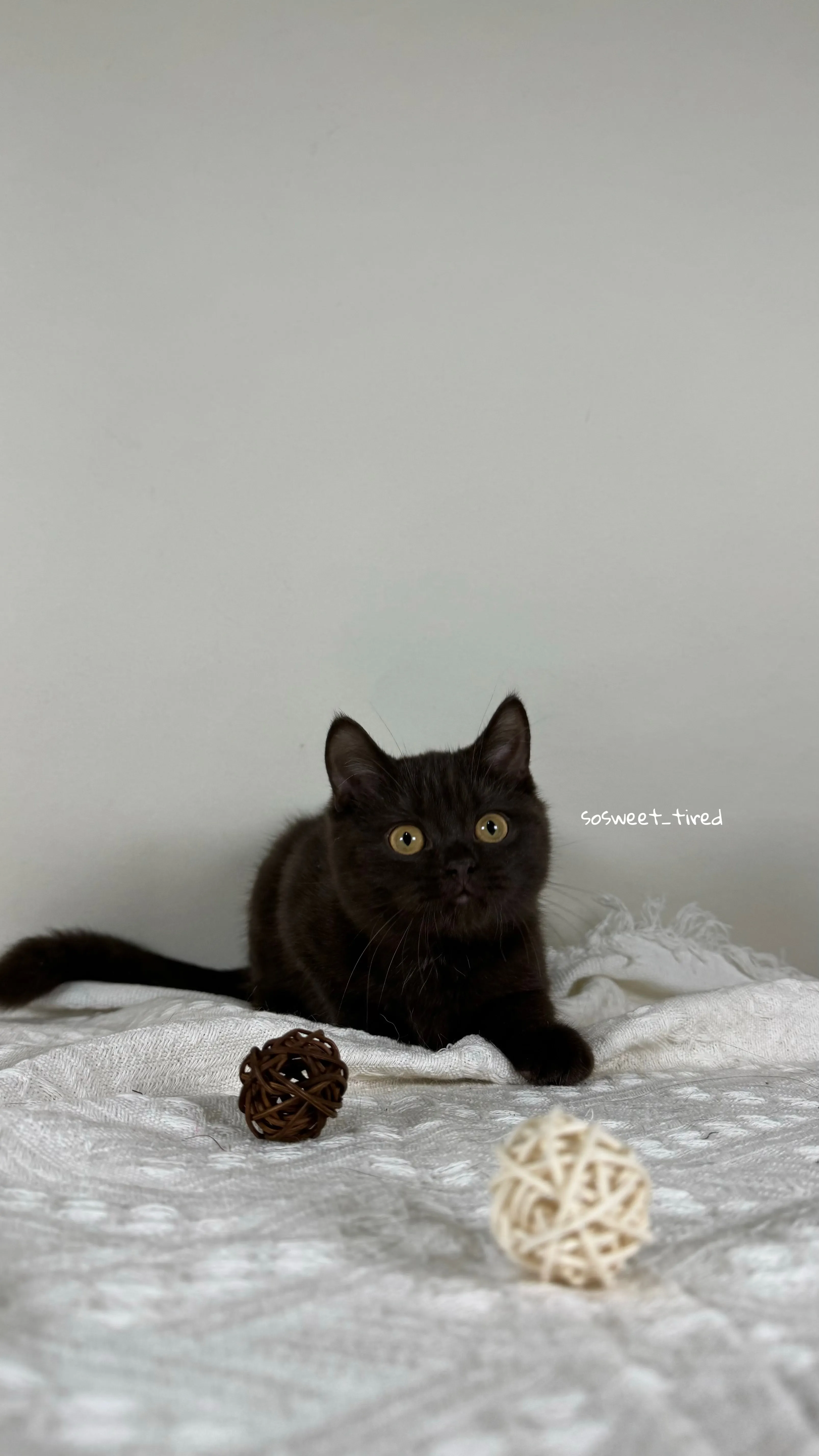 【已售出】巧克力英國短毛貓