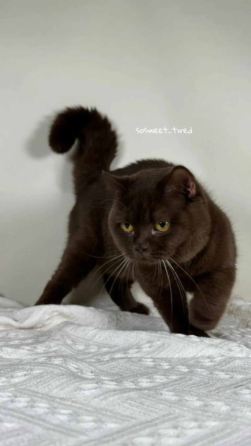 巧克力英國短毛貓