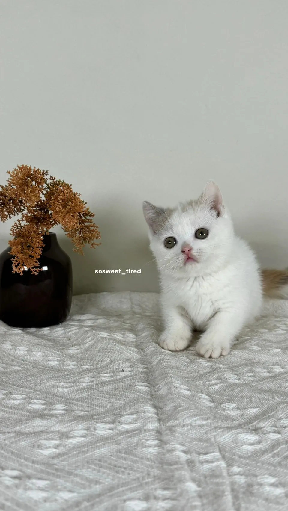 三花曼赤肯（Hito)