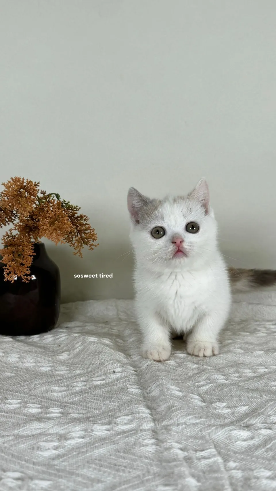 三花曼赤肯（Hito)