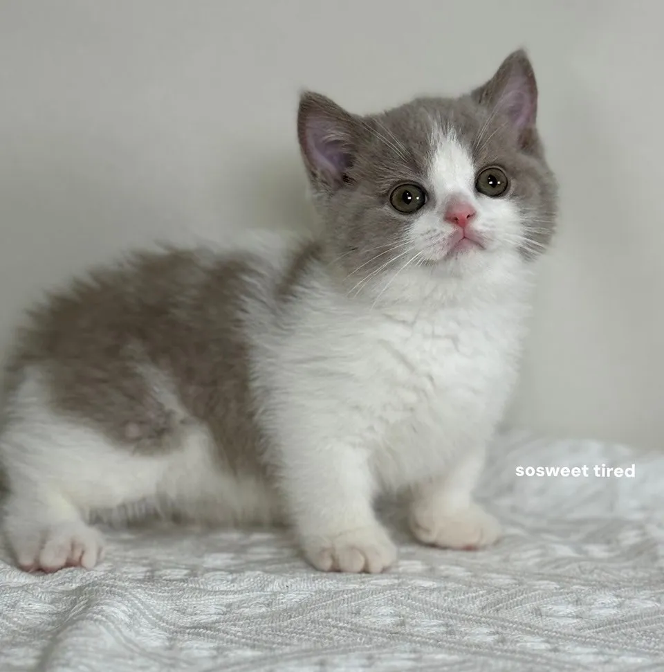 【已售出】紫丁香賓士曼赤肯（熊熊）