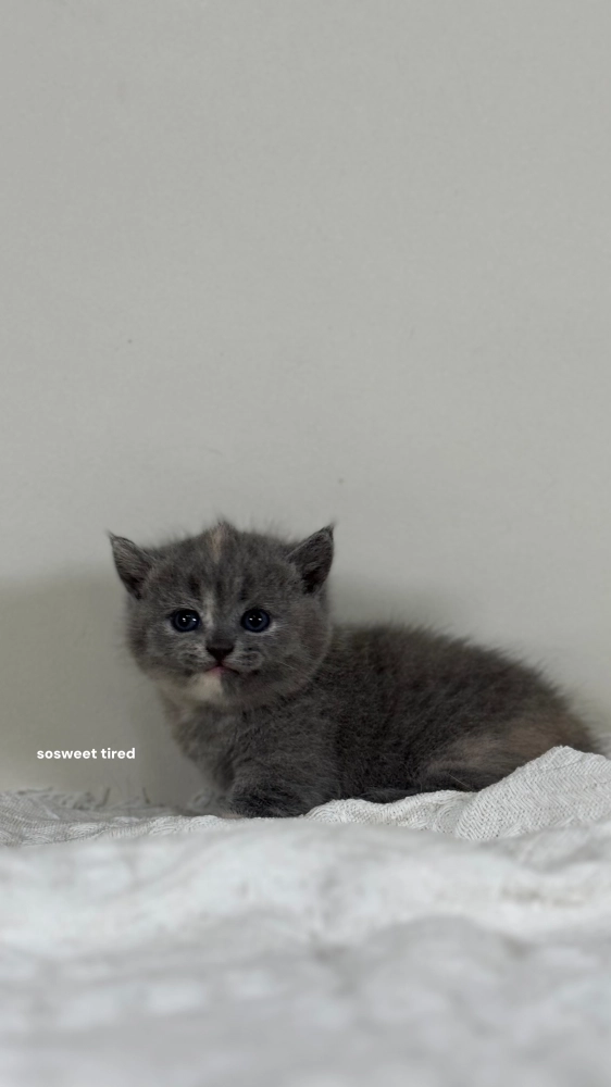 【已售出】藍乳曼赤肯