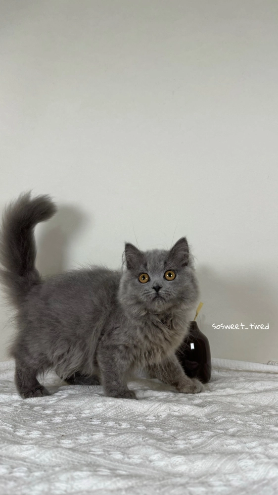 【已售出】藍英國長毛貓（娜）