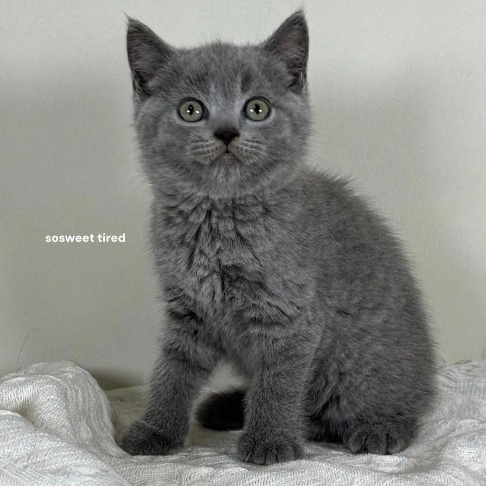 【已售出】藍英國短毛貓（米娜）